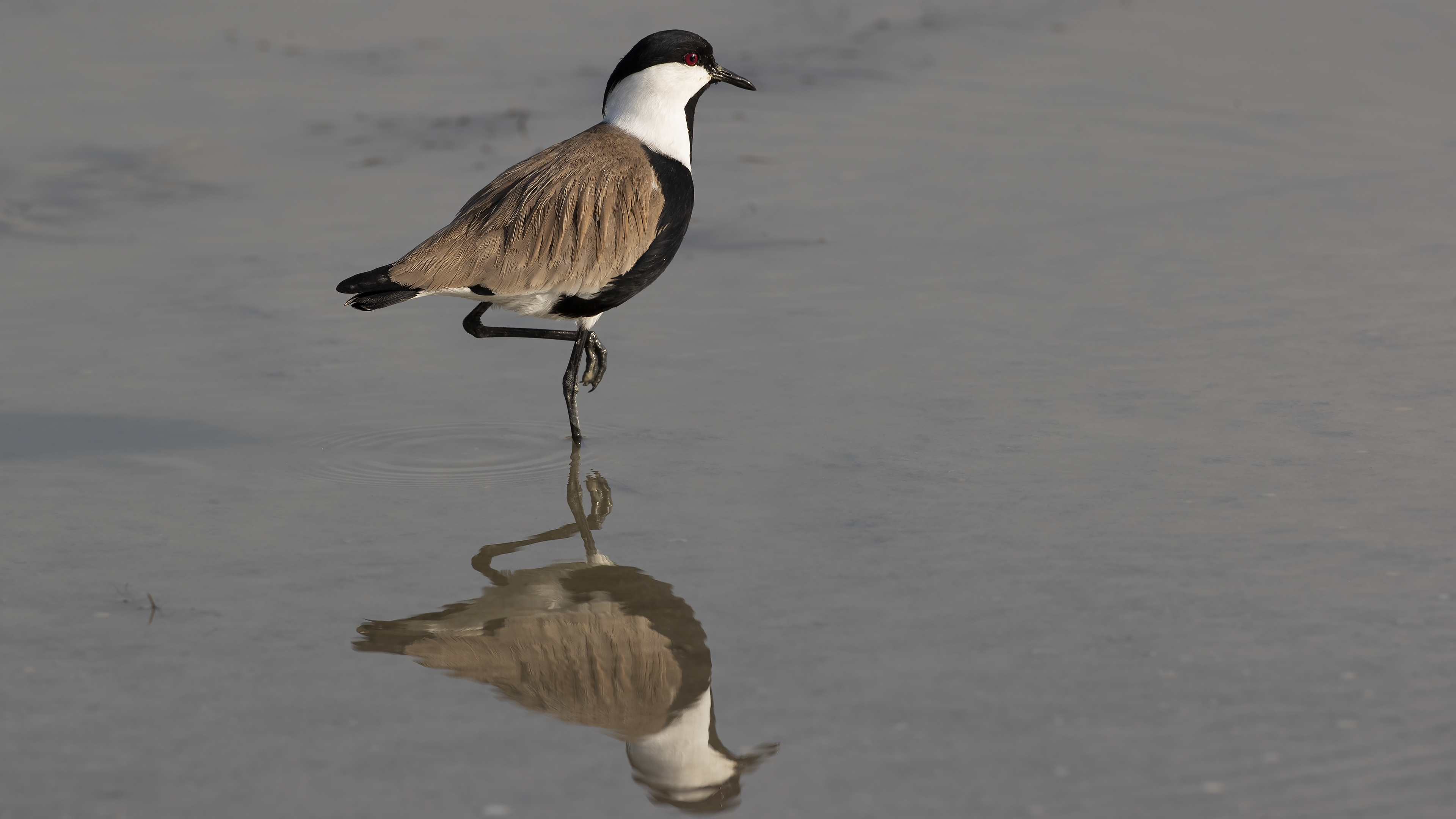 Spur-winged Lapwing