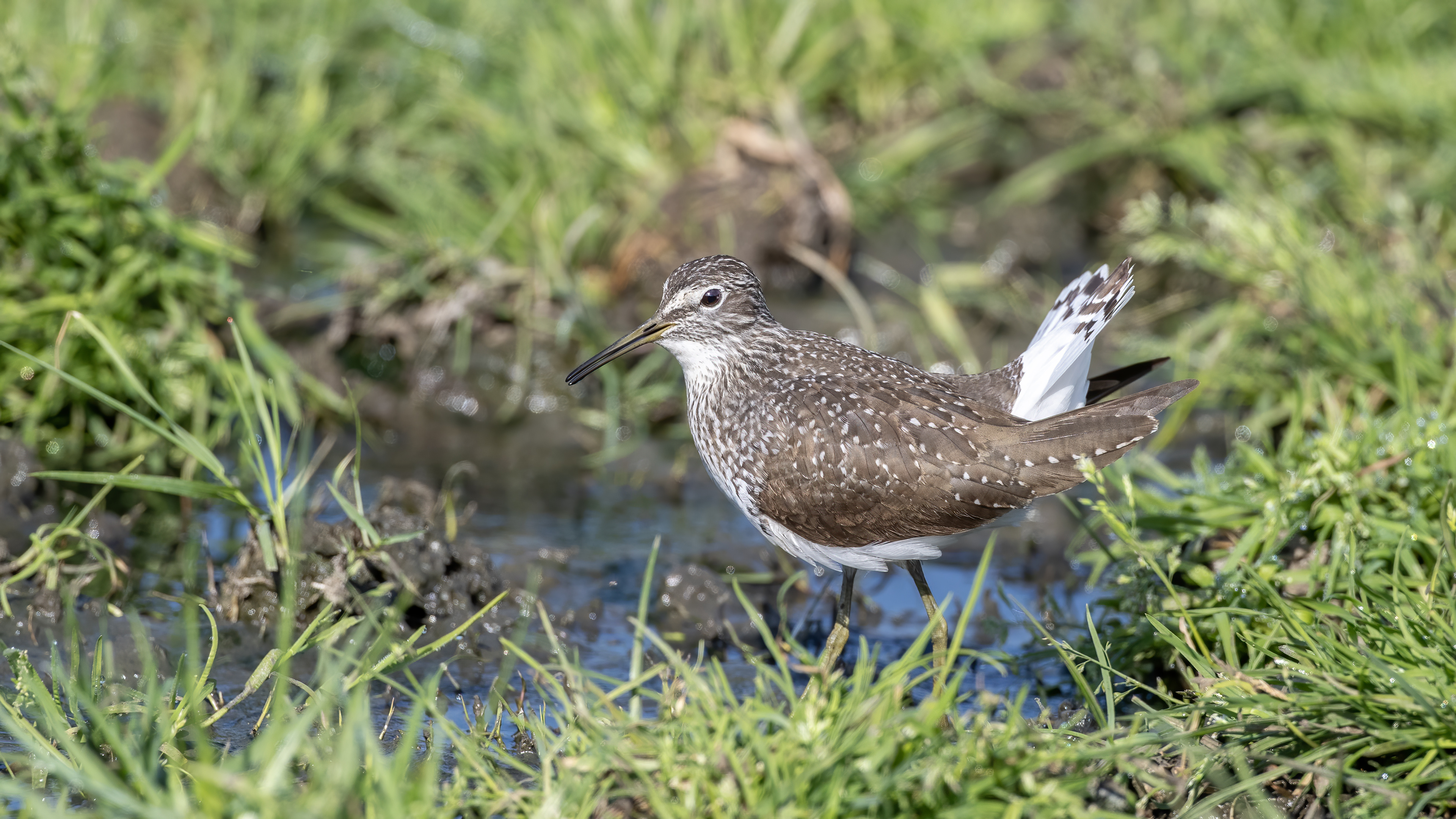 Wood Sandpiper