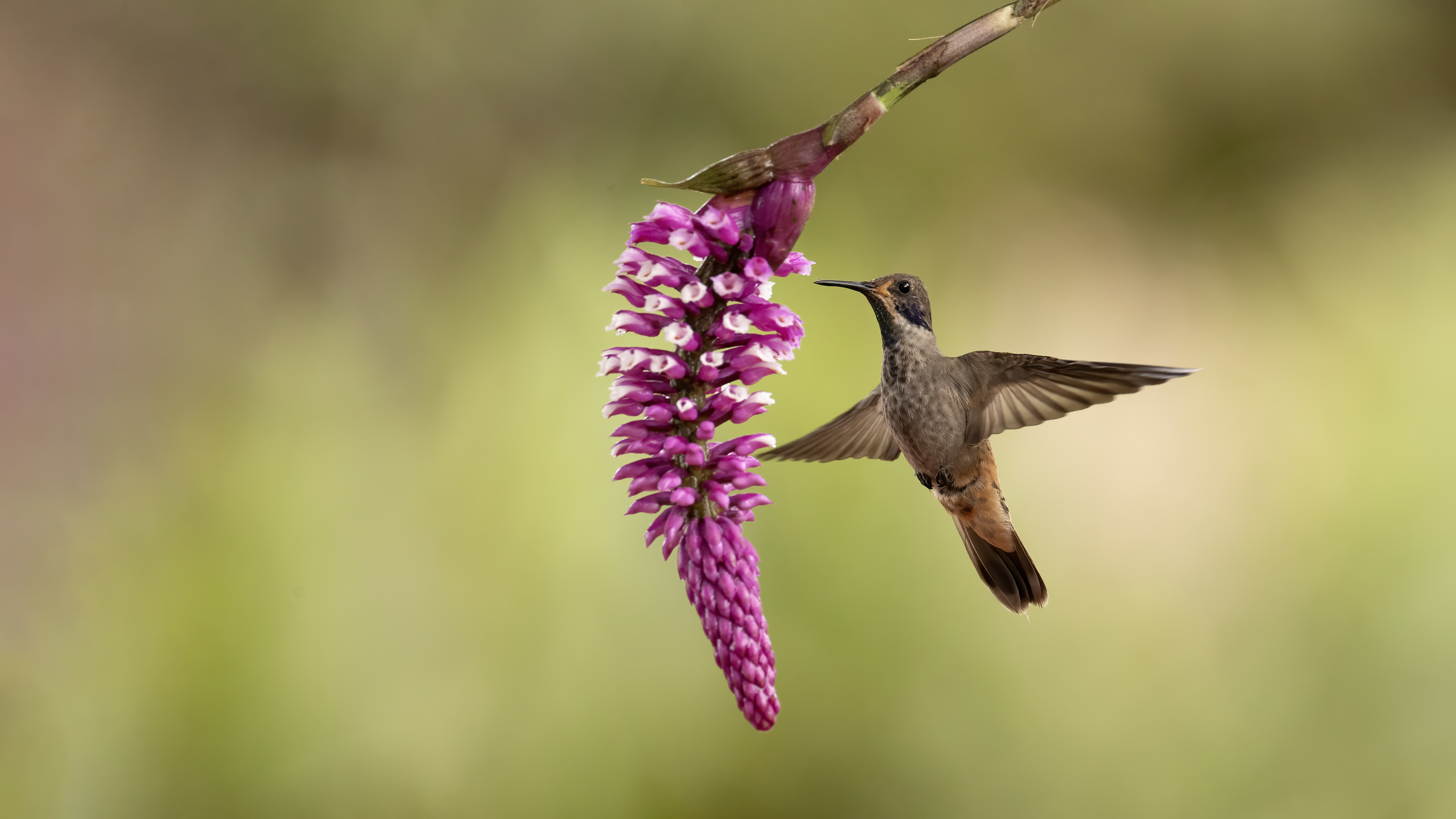 Brown Violetear