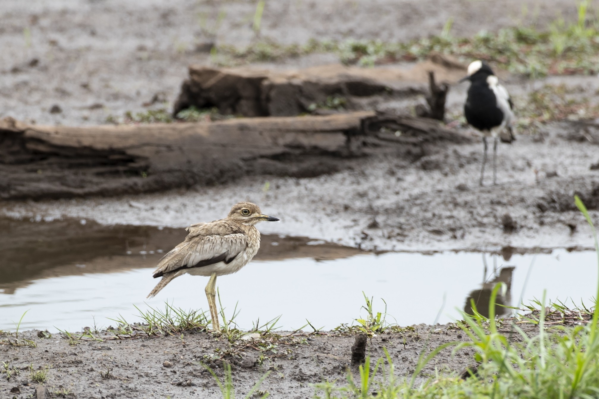 Water Thick-knee