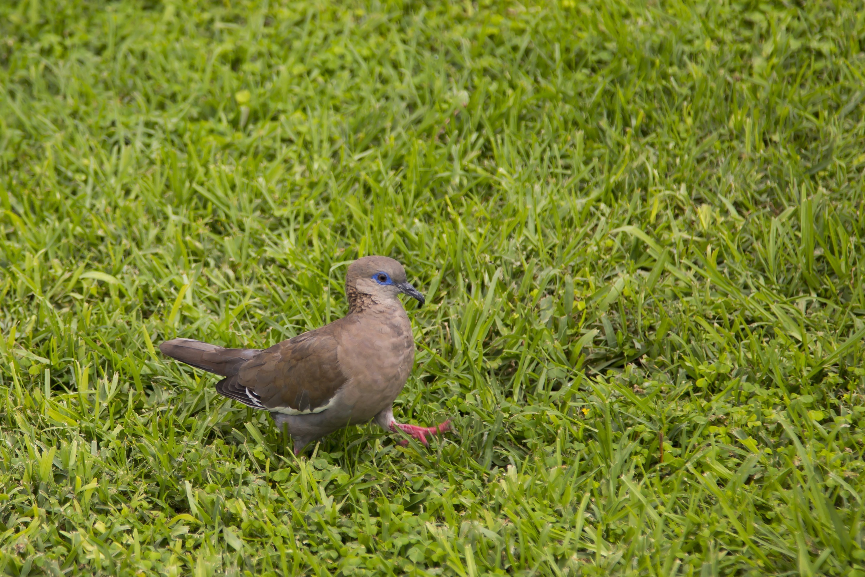 West Peruvian Dove