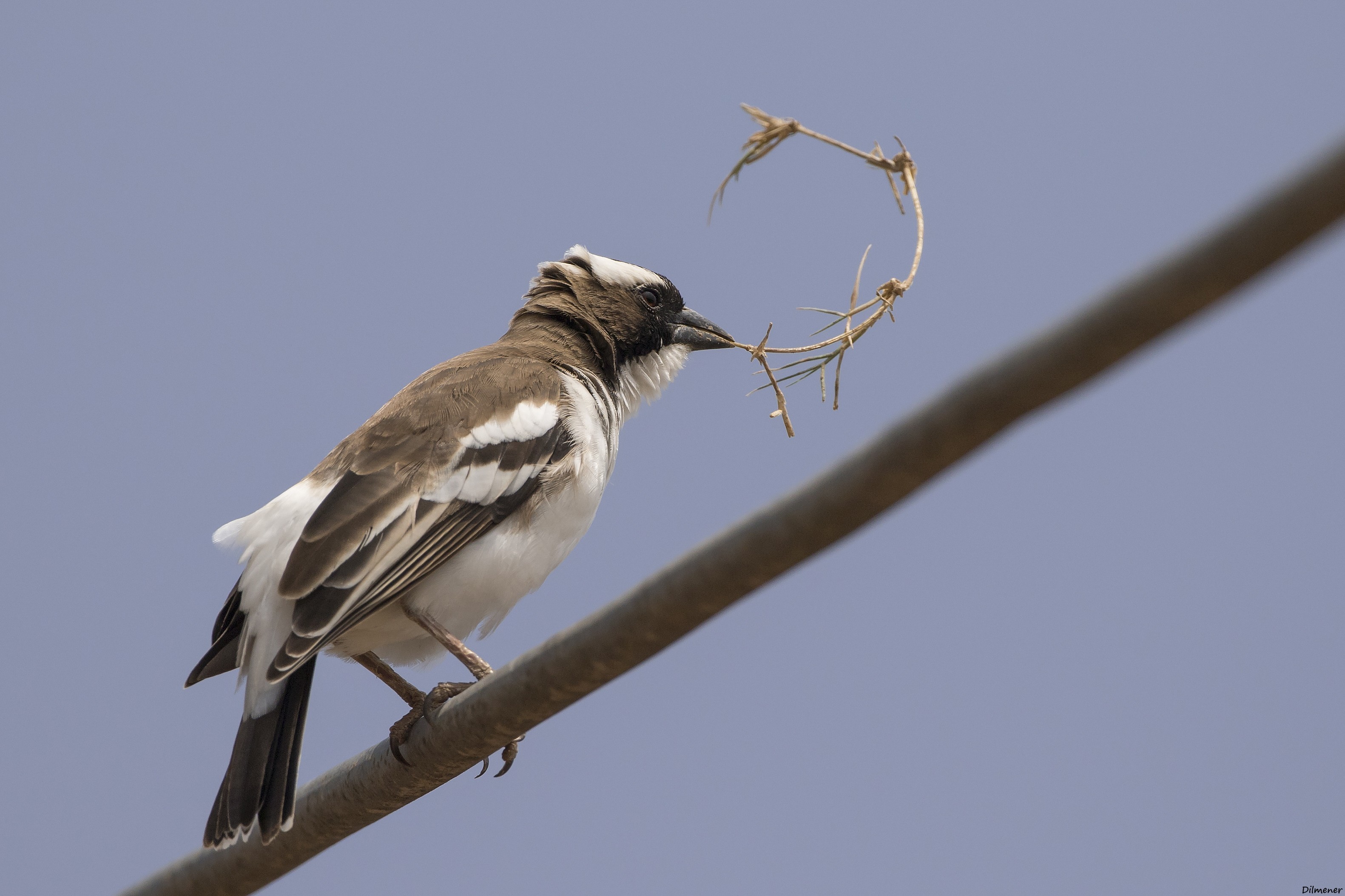 White-browed Sparrow-weaver