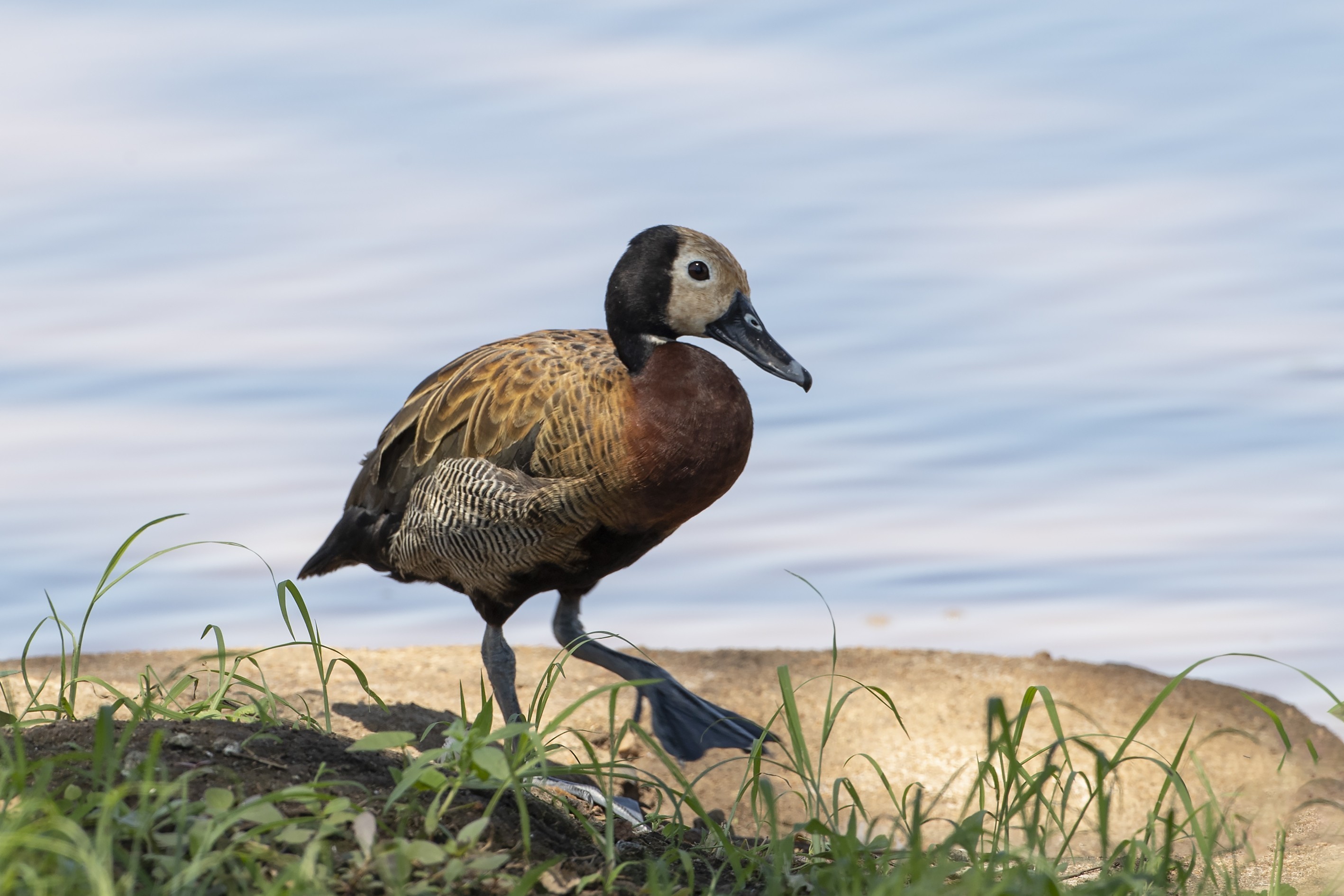 White-faced Whistling-duck — Ana fotoğraf