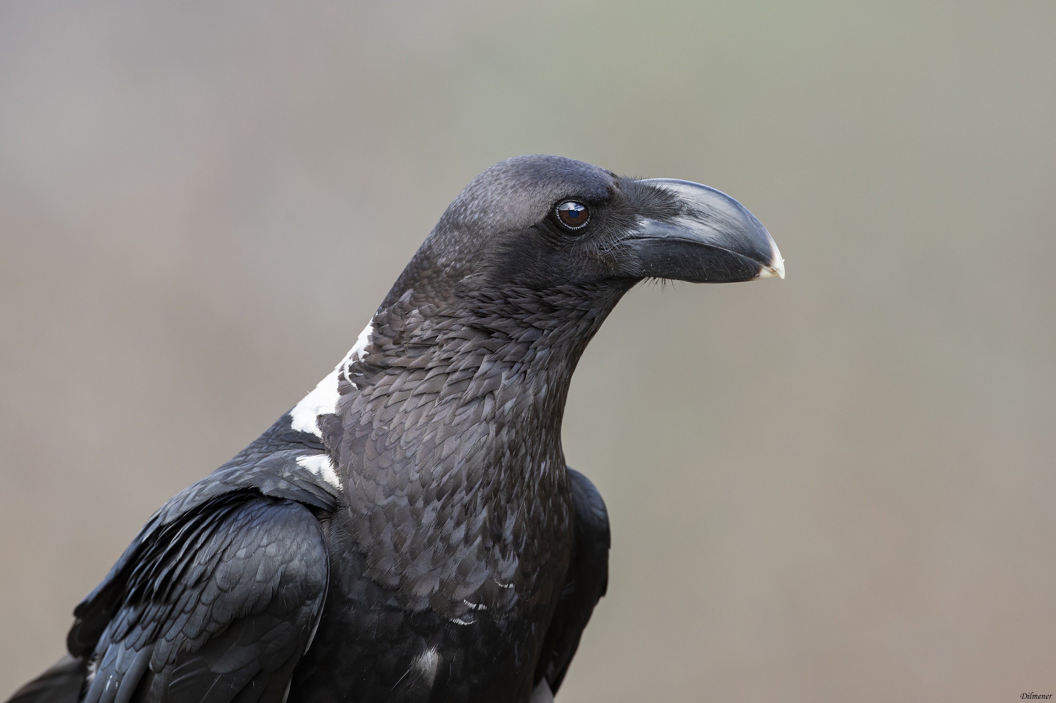 White-necked Raven