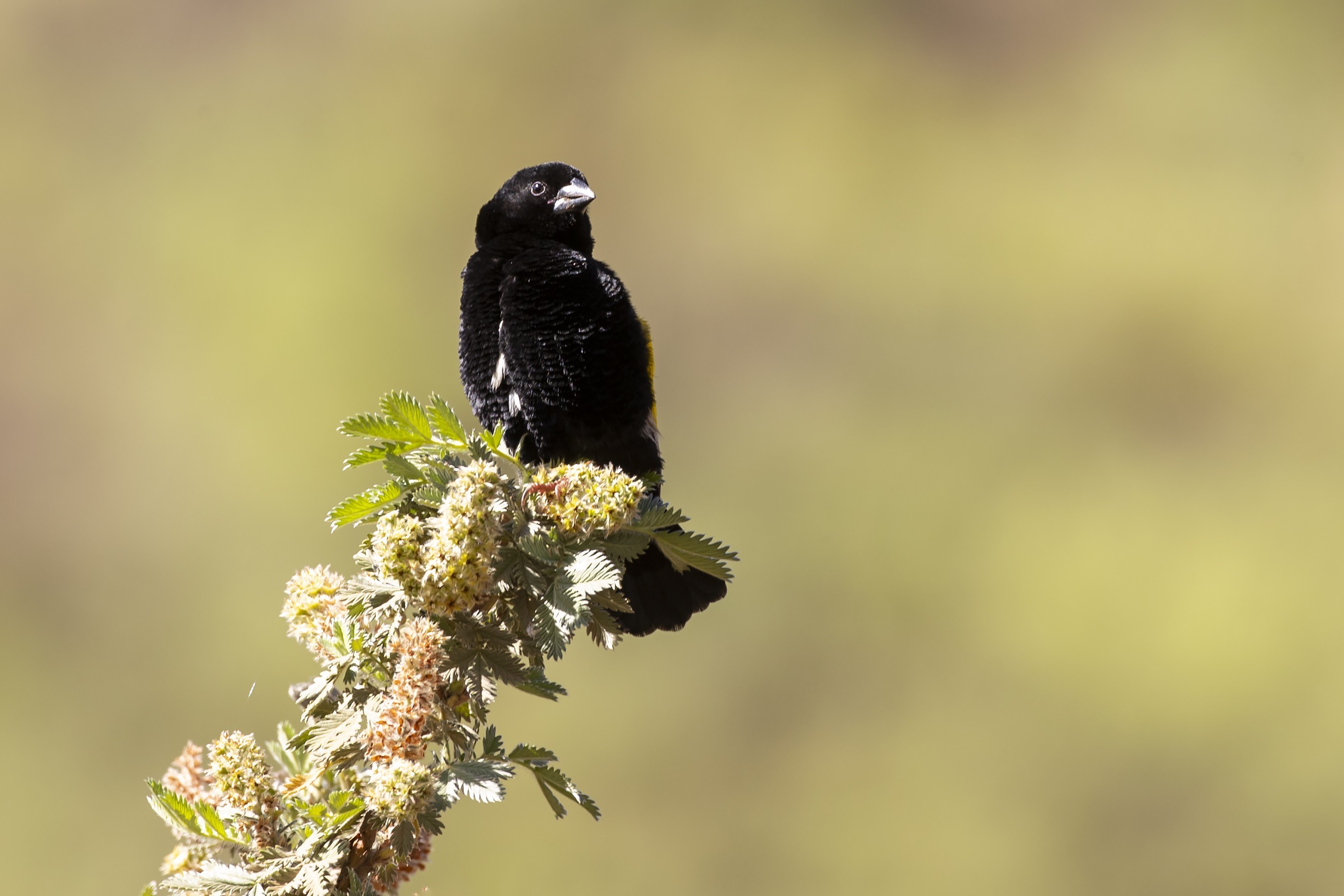 White-winged Widowbird