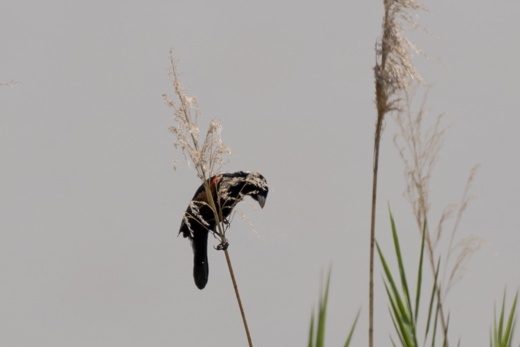 White-winged Widowbird — Ana fotoğraf