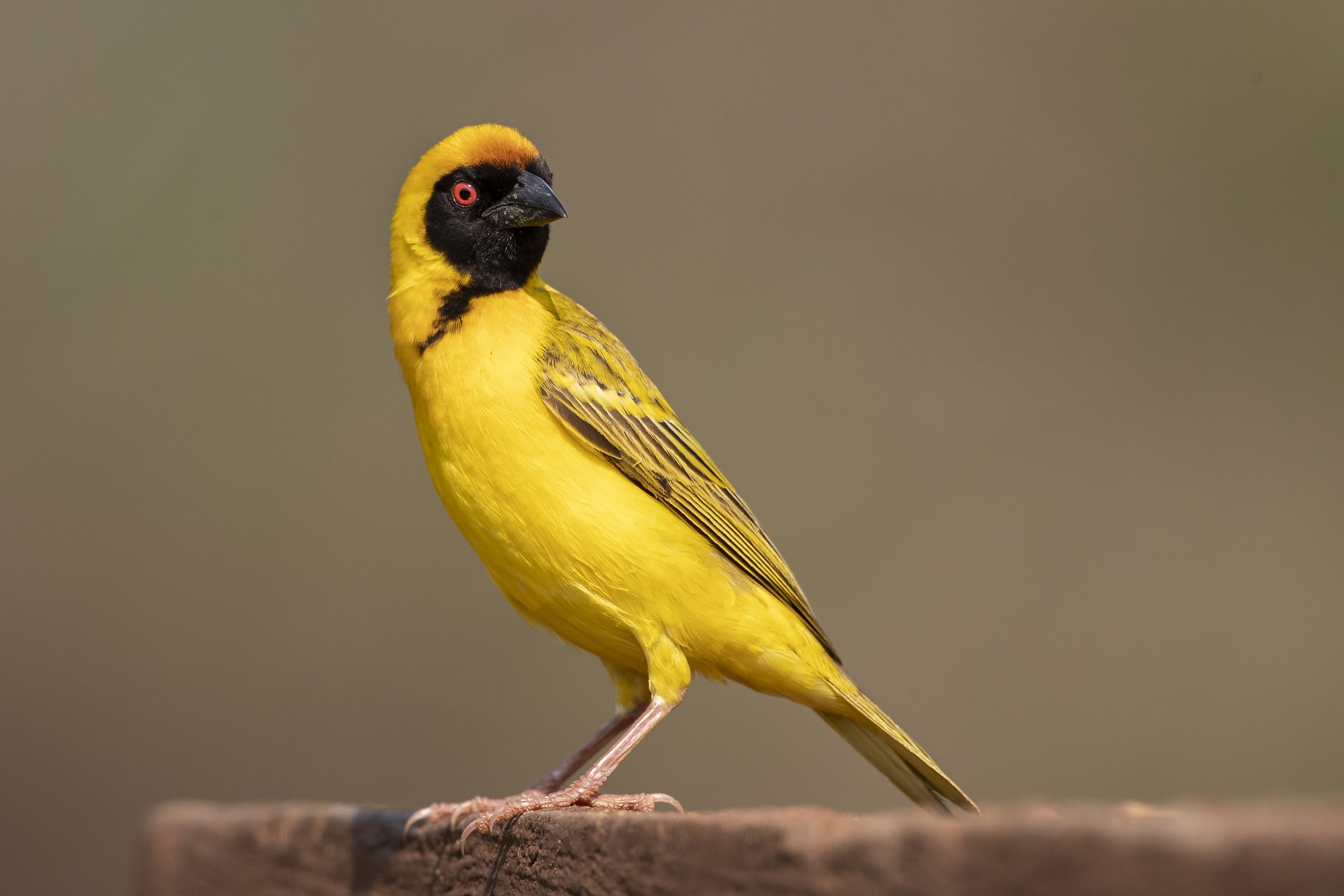 Village Weaver — Ana fotoğraf