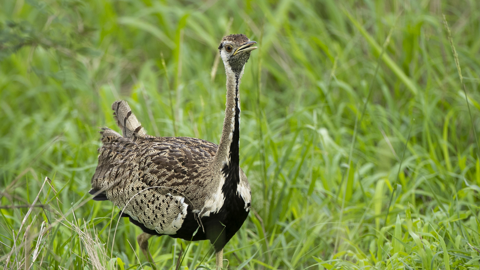 Black-bellied Bustard
