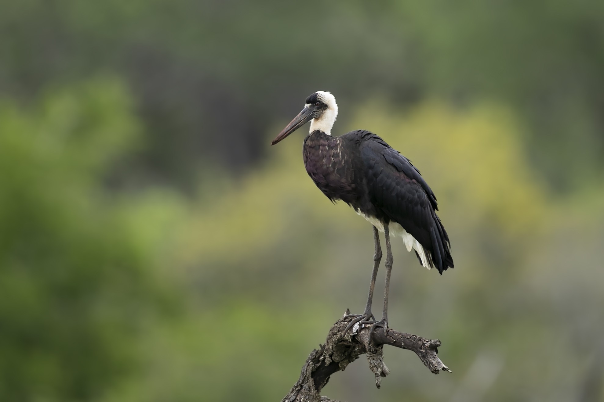 Woolly-necked Stork