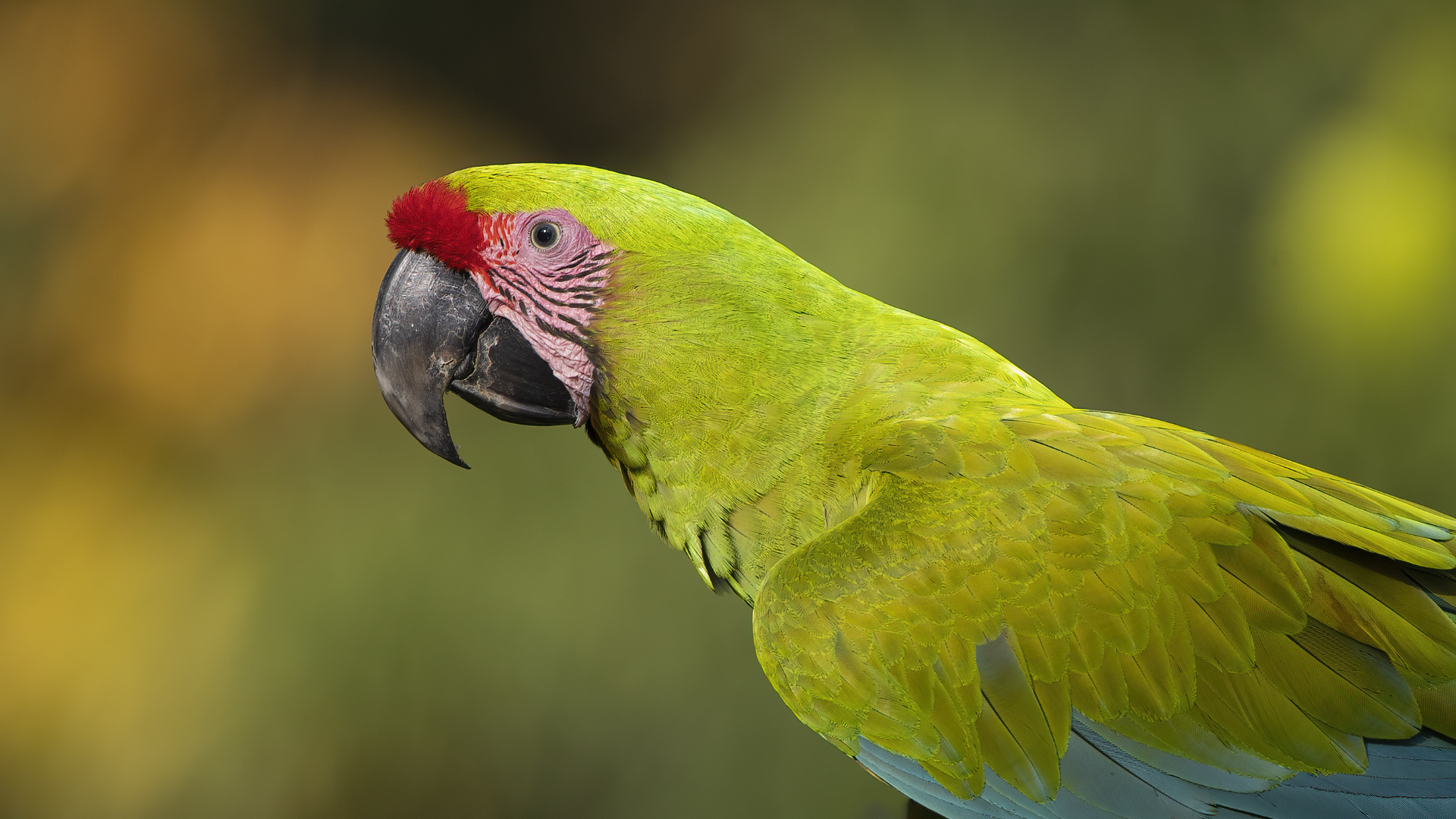 Great Green Macaw — Ana fotoğraf