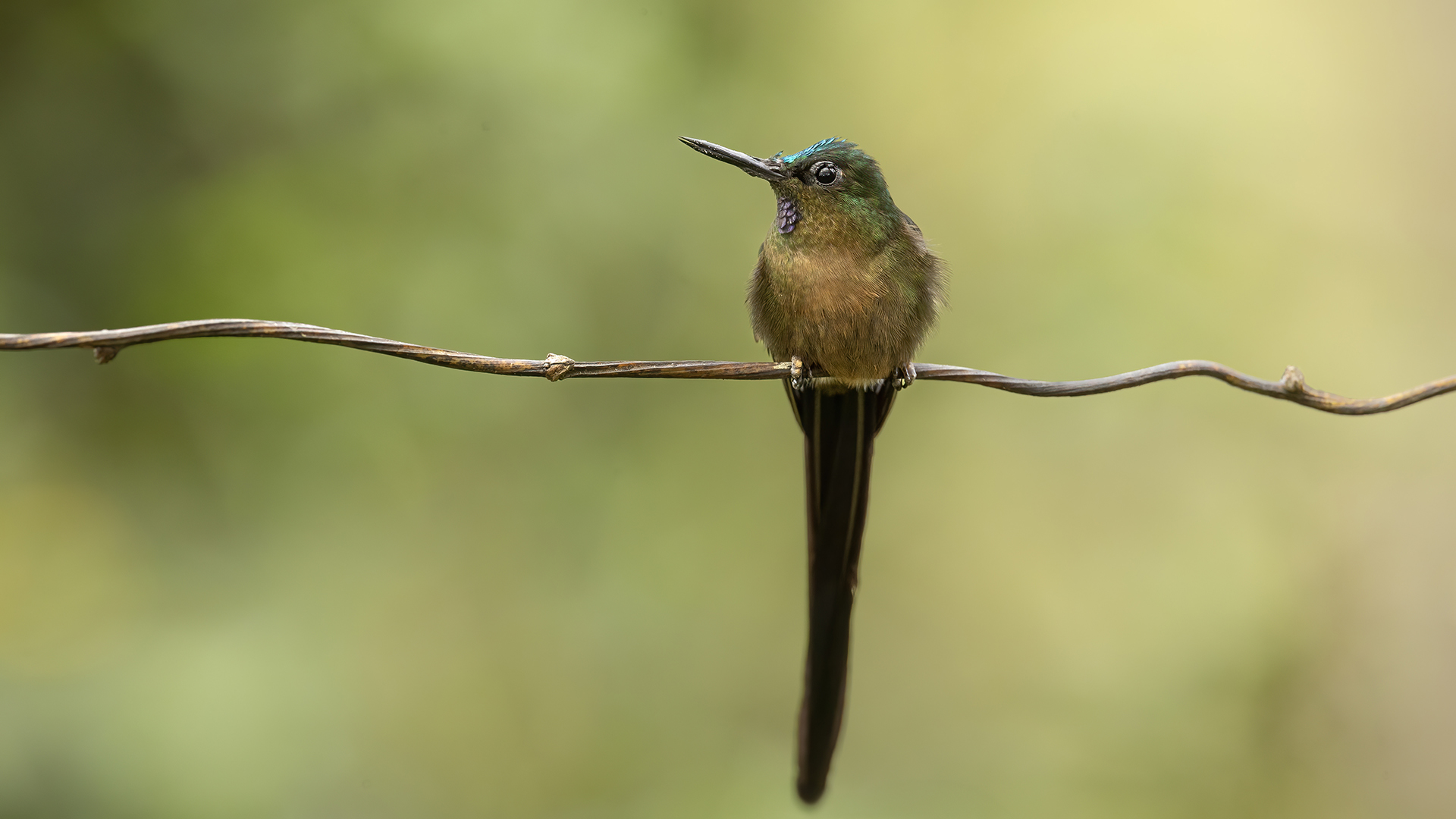 Acadian Flycatcher