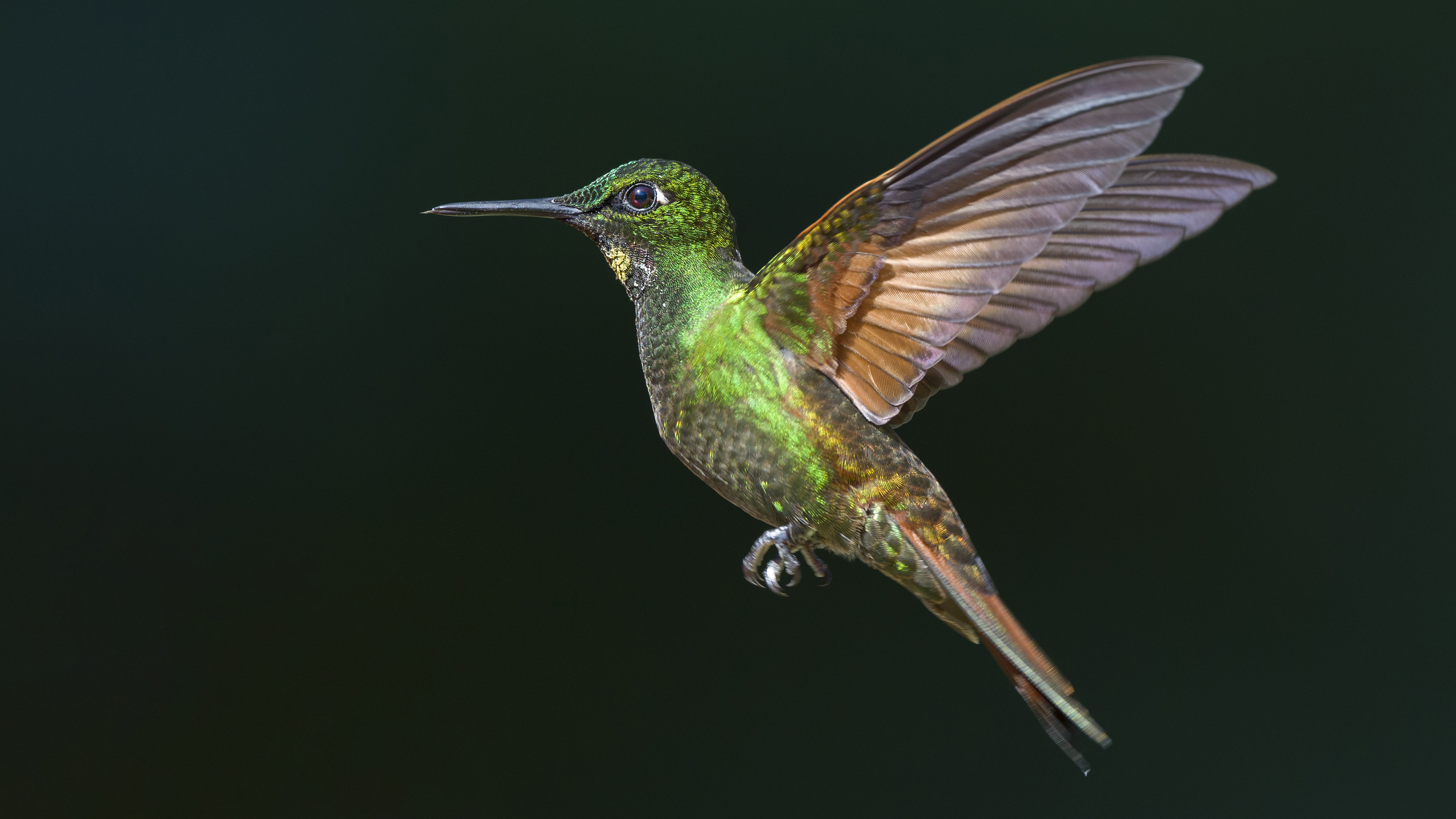 Violet-capped Woodnymph