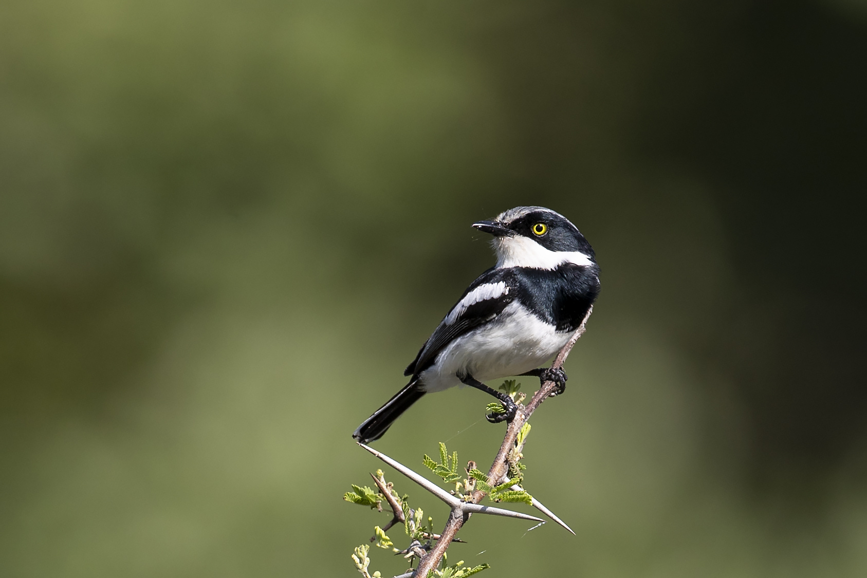 Chinspot Batis