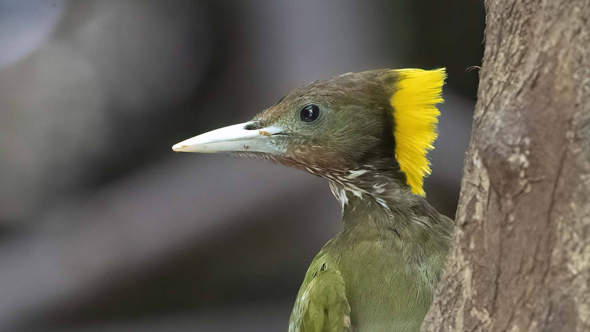 Greater Yellownape