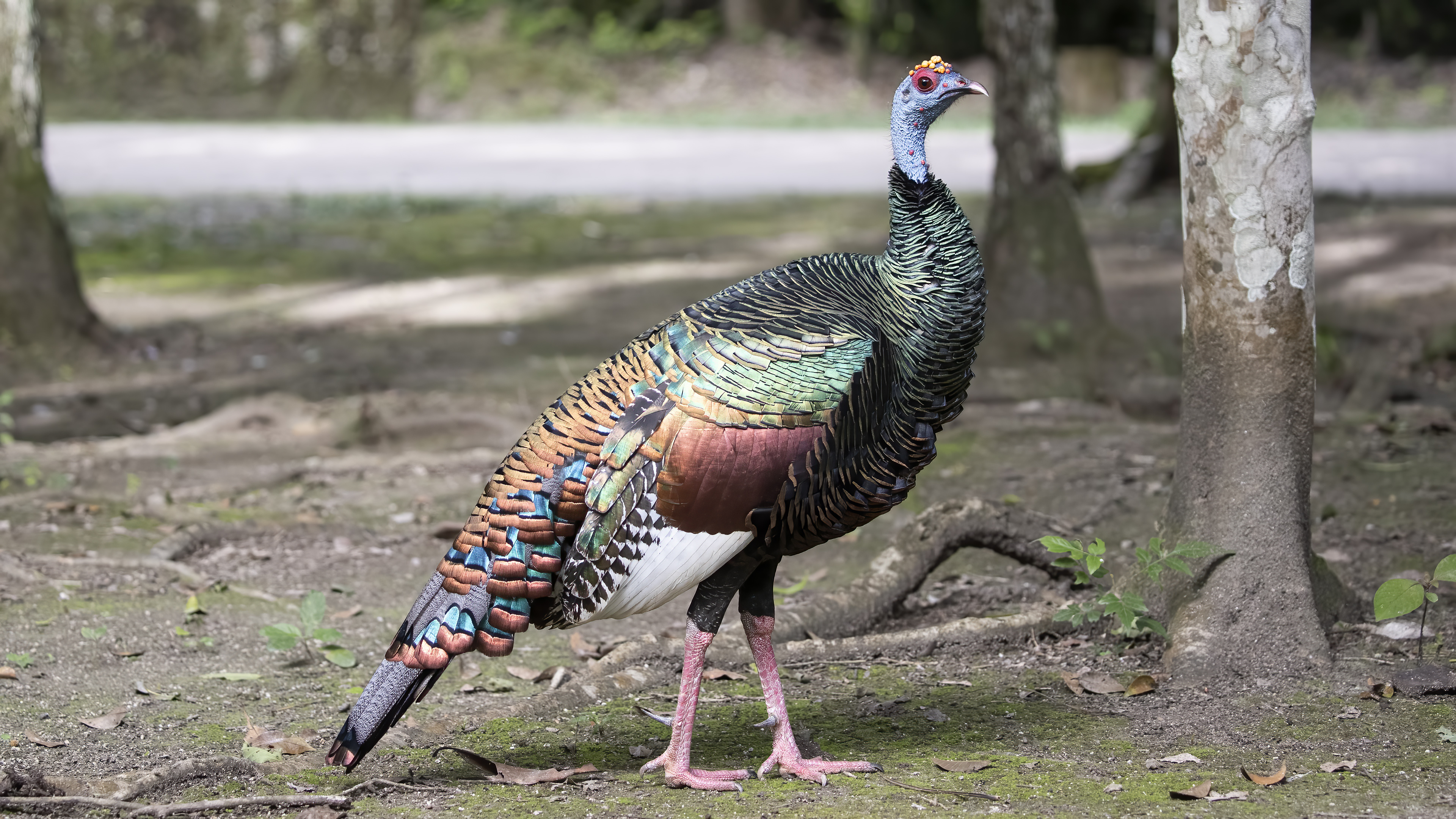 Ocellated Turkey — Ana fotoğraf