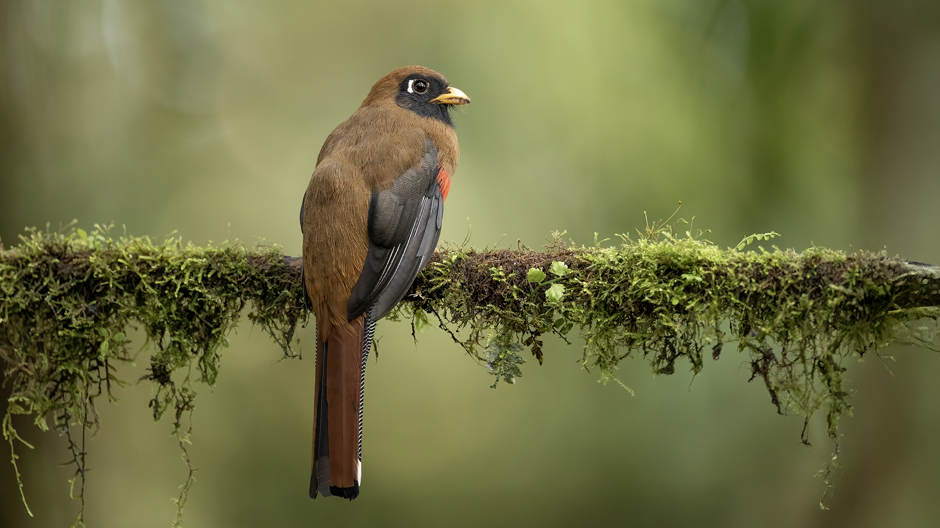 Masked Trogon