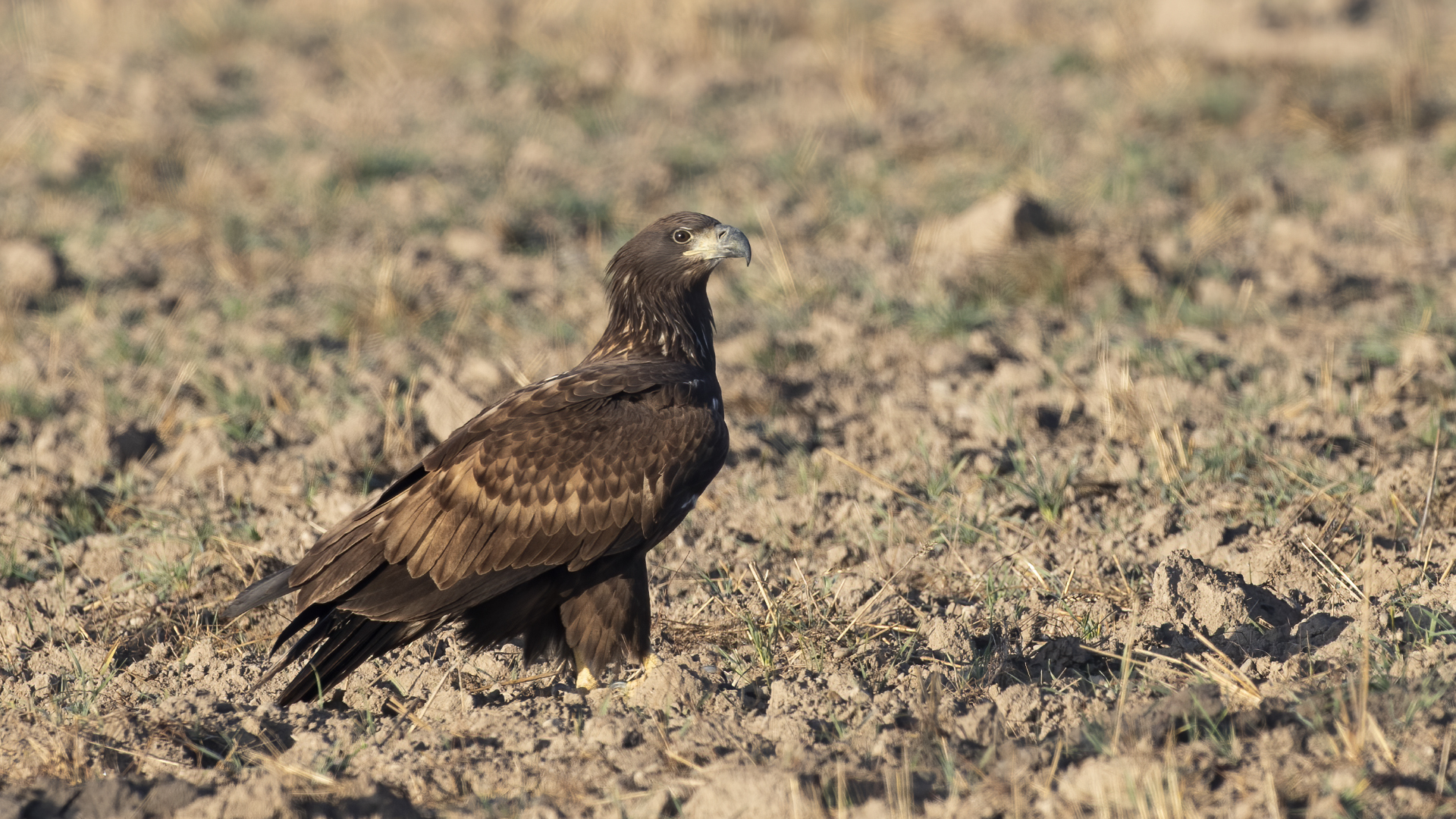 White-tailed Eagle