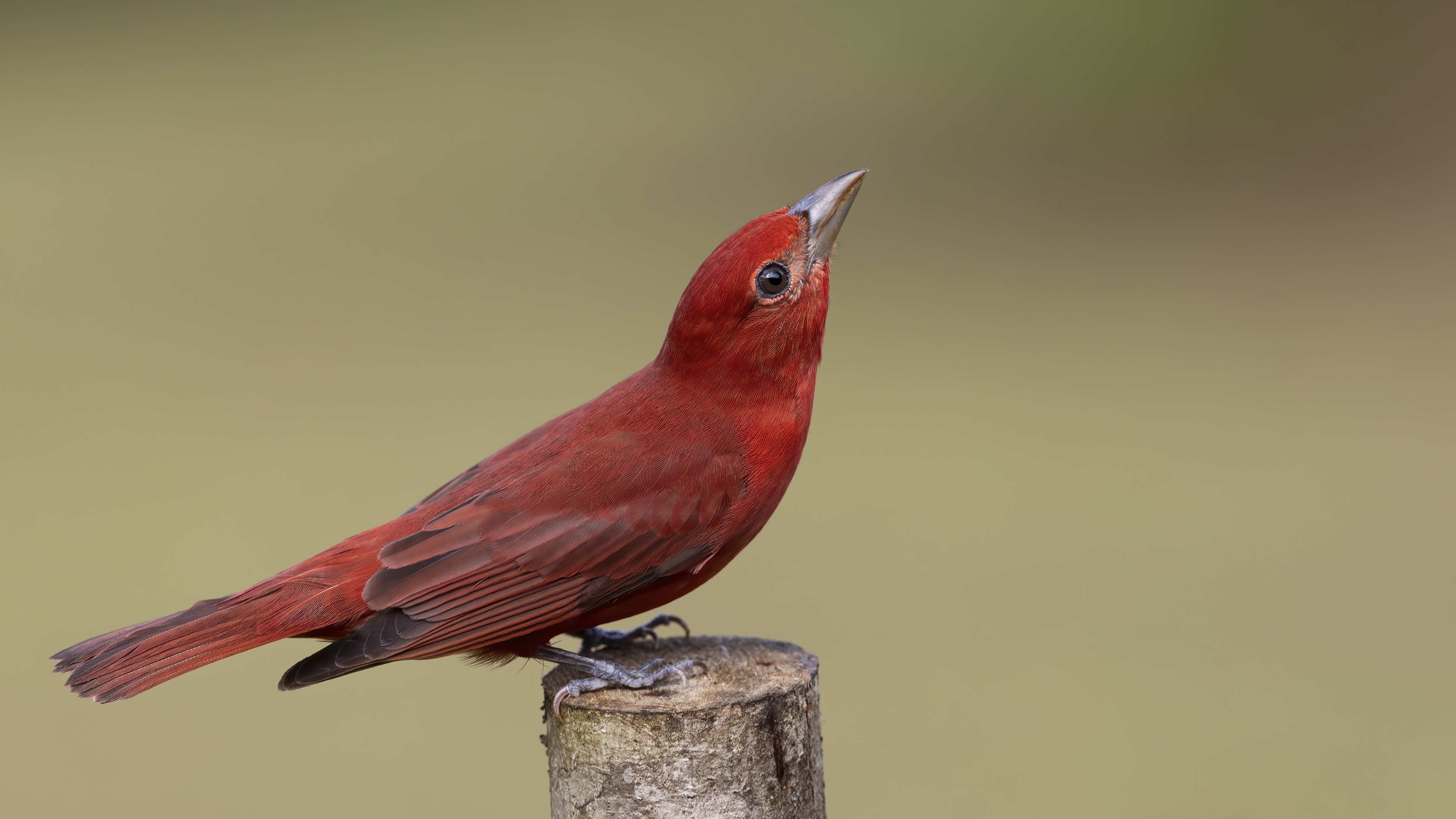 Summer Tanager — Ana fotoğraf