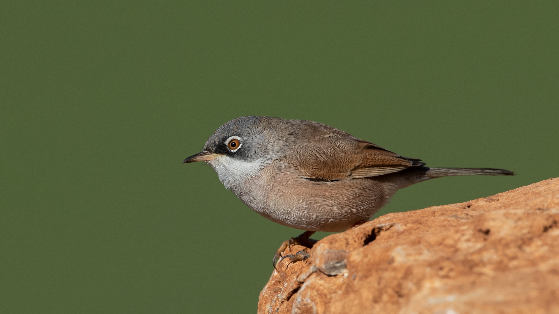 Spectacled Warbler