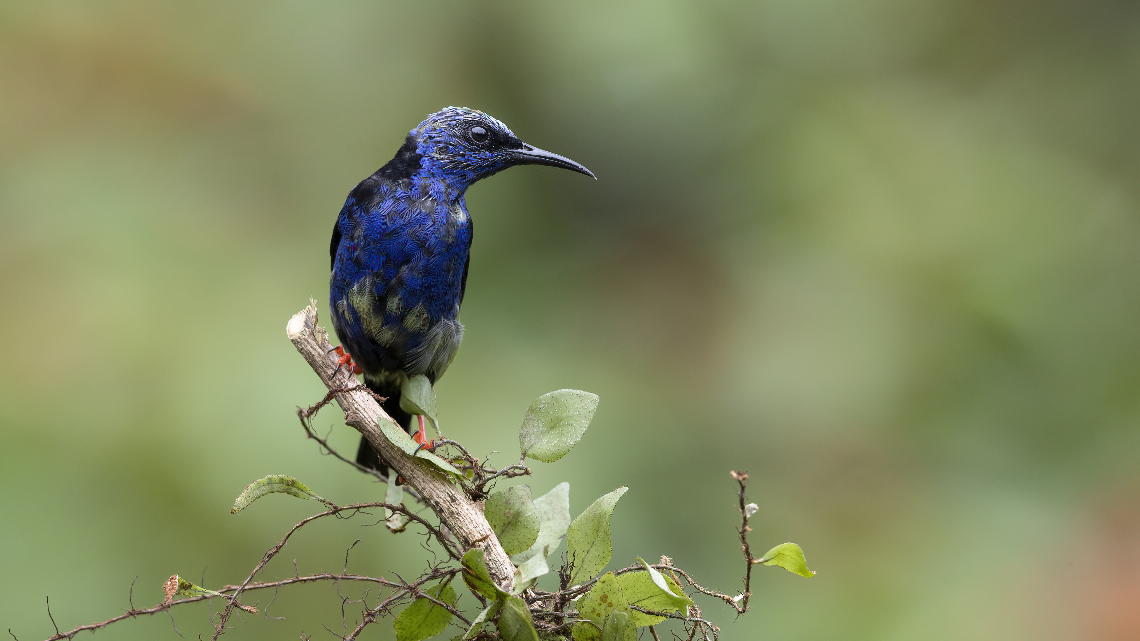 Red-legged Honeycreeper