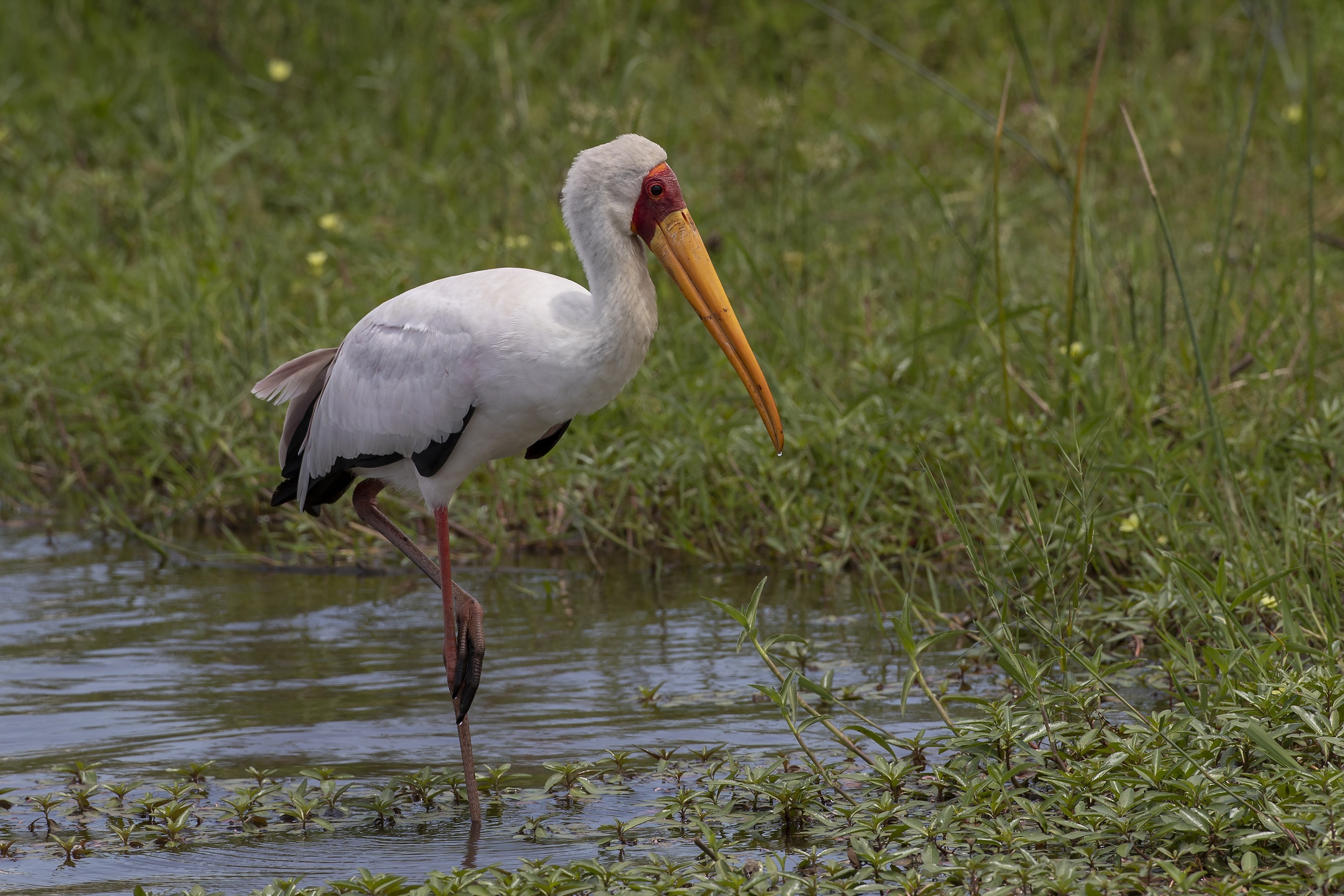 Yellow-billed Stork — Ana fotoğraf