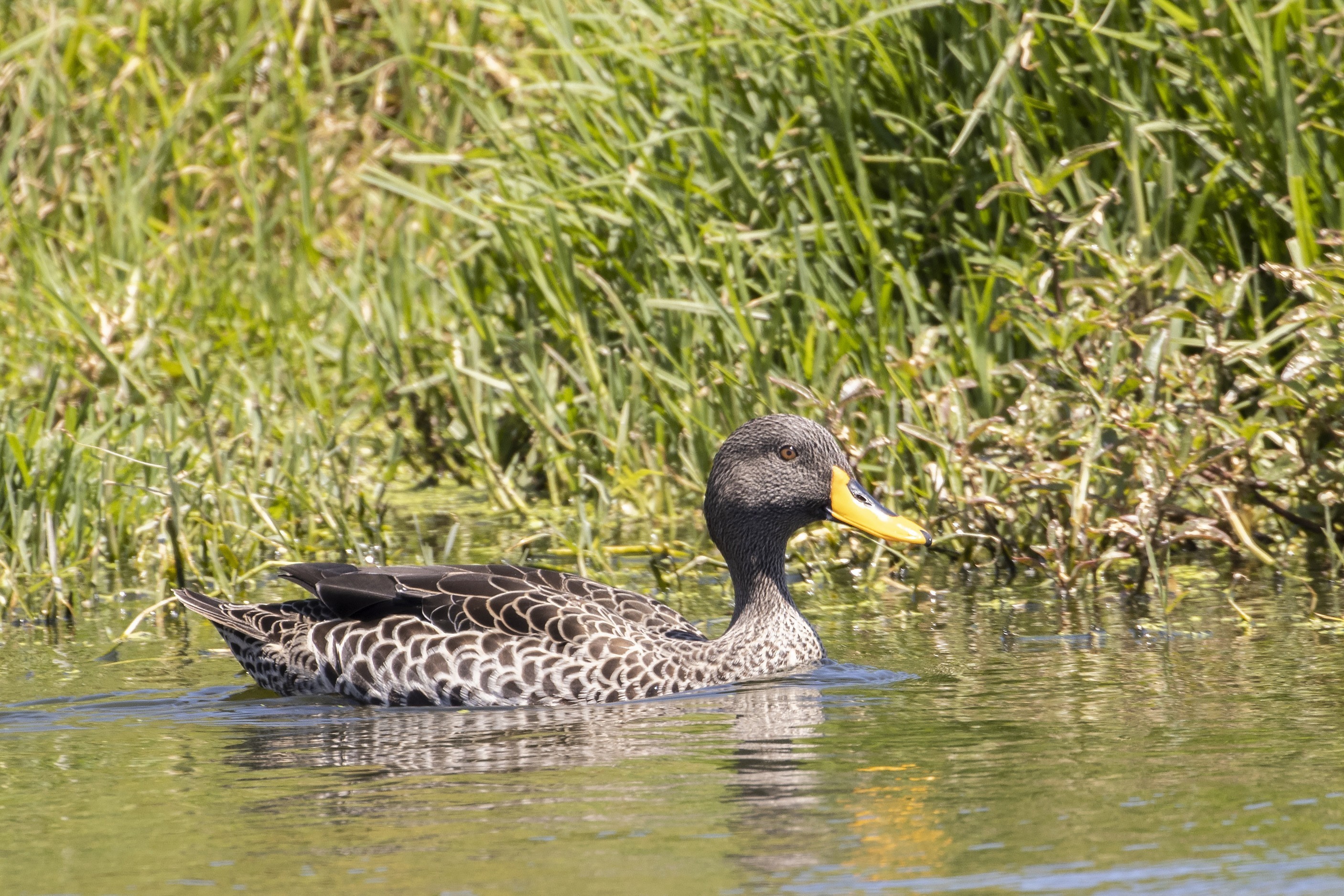 Yellow-billed Duck — Ana fotoğraf