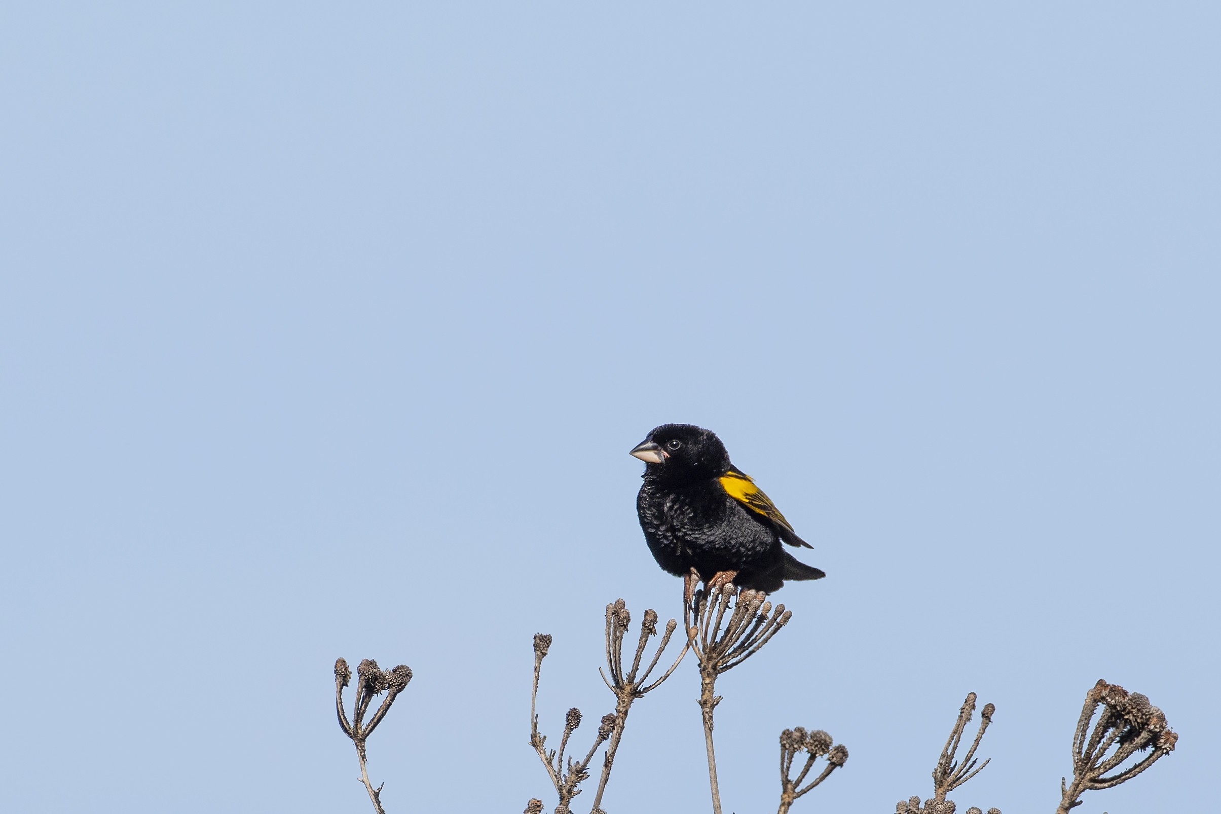 Yellow Bishop — Ana fotoğraf