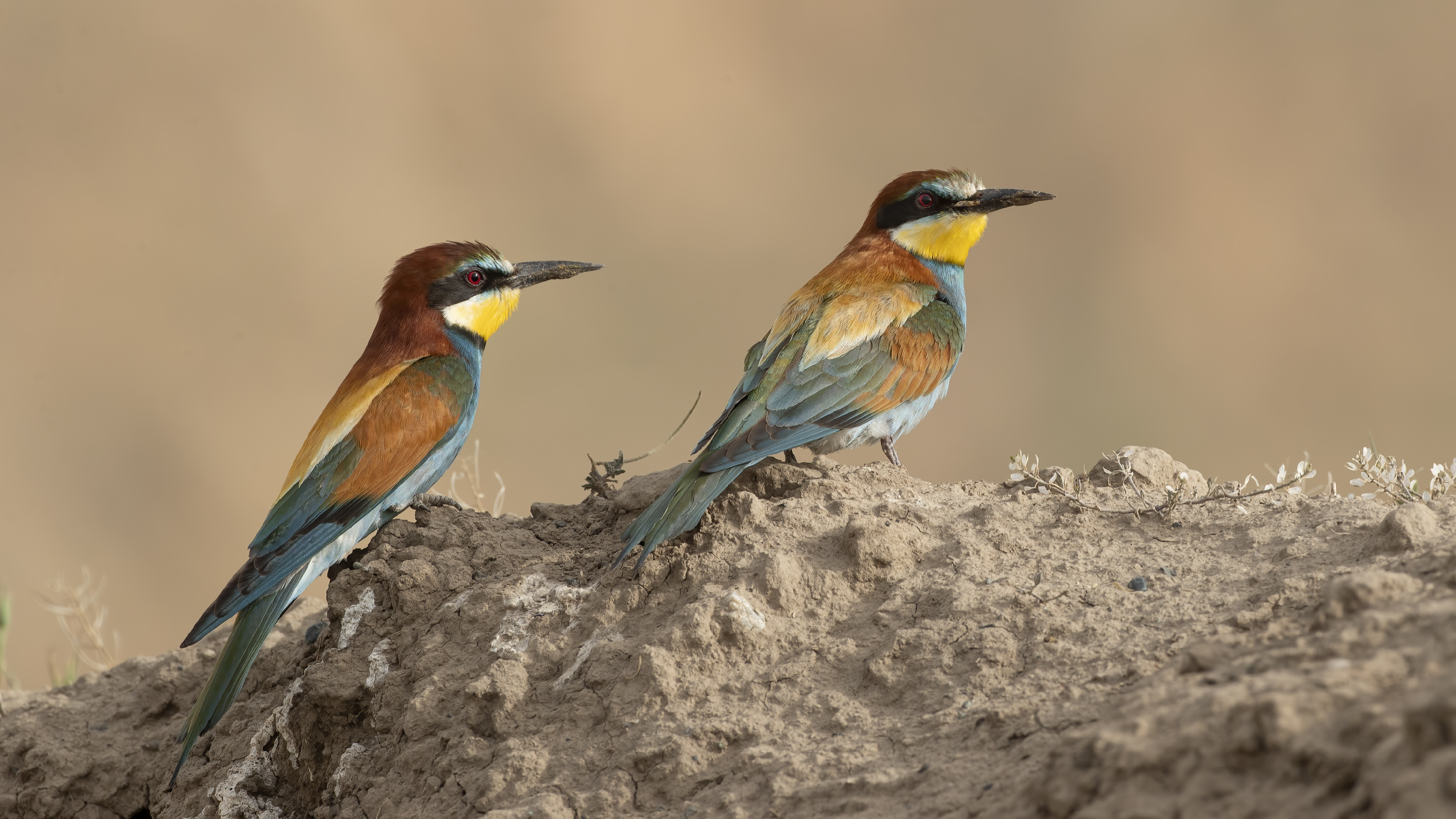European Bee-eater