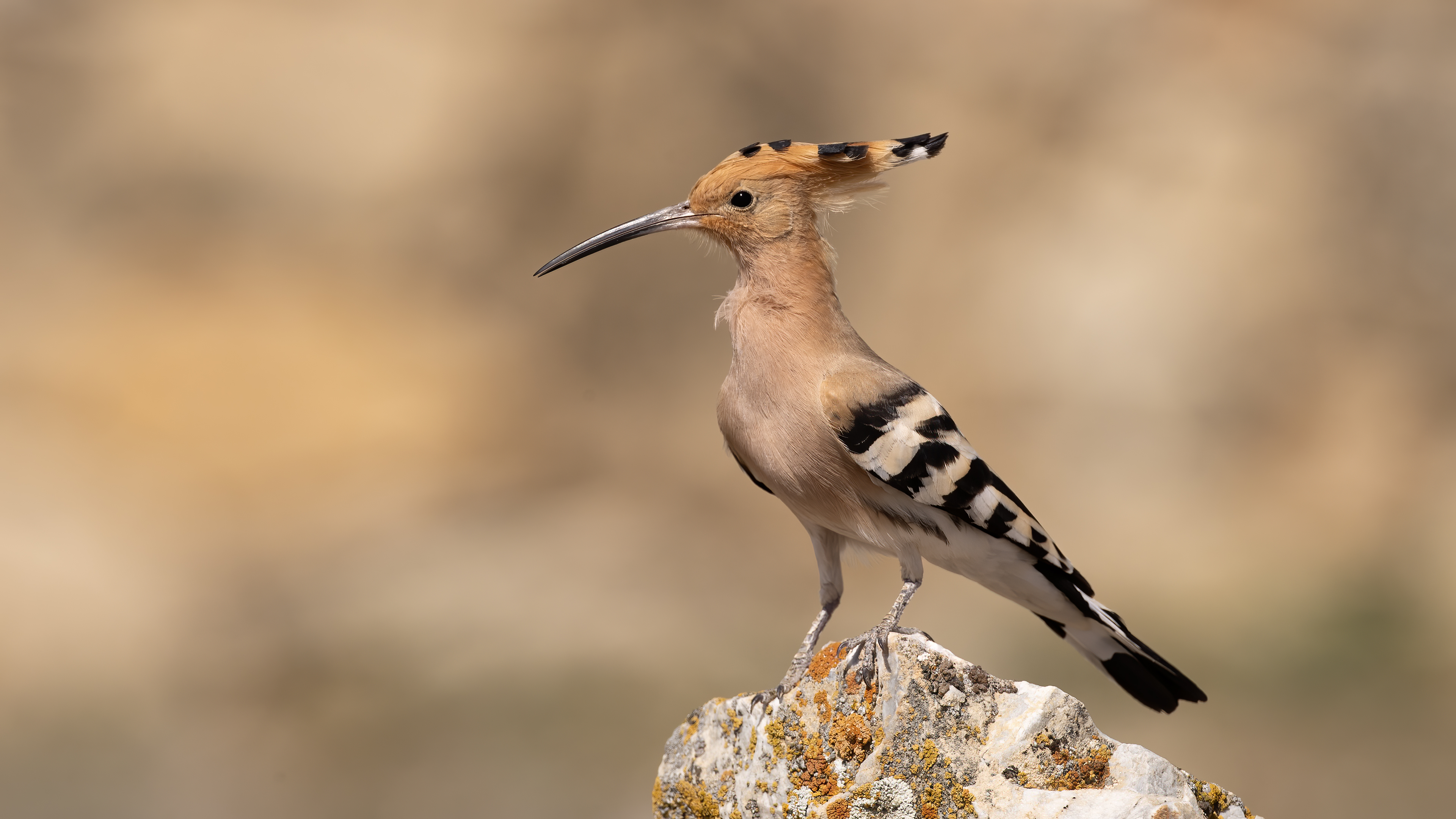 Eurasian Hoopoe