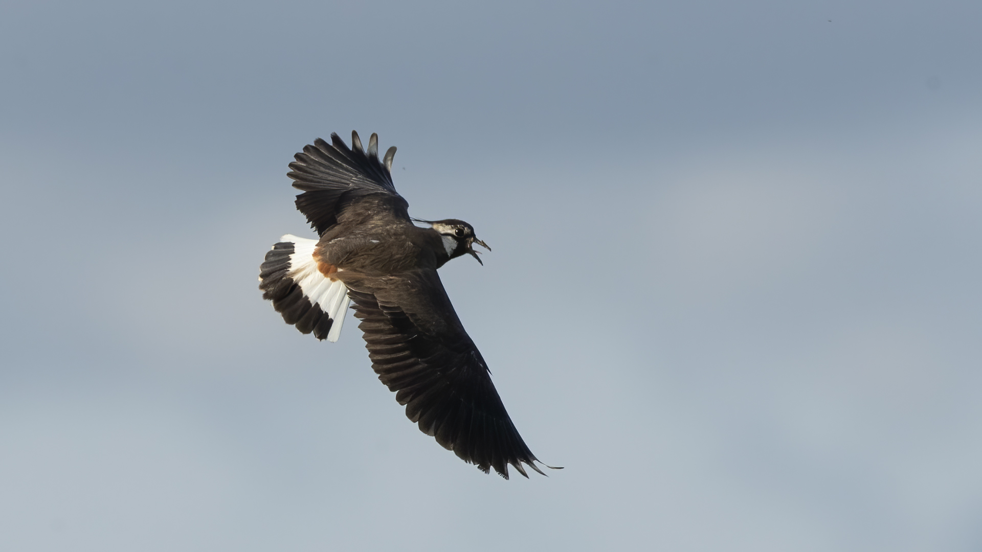 Northern Lapwing