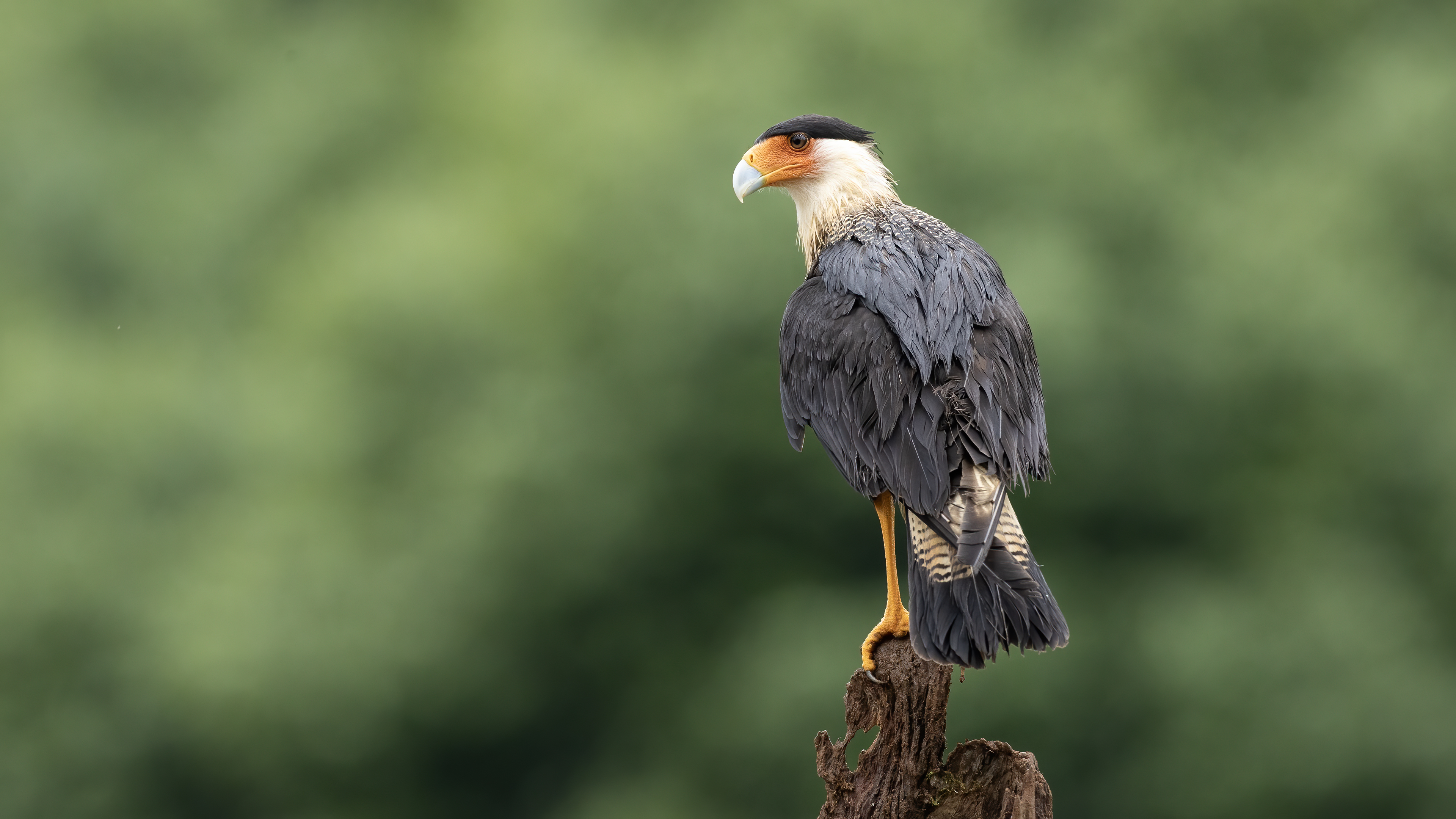 Crested Caracara