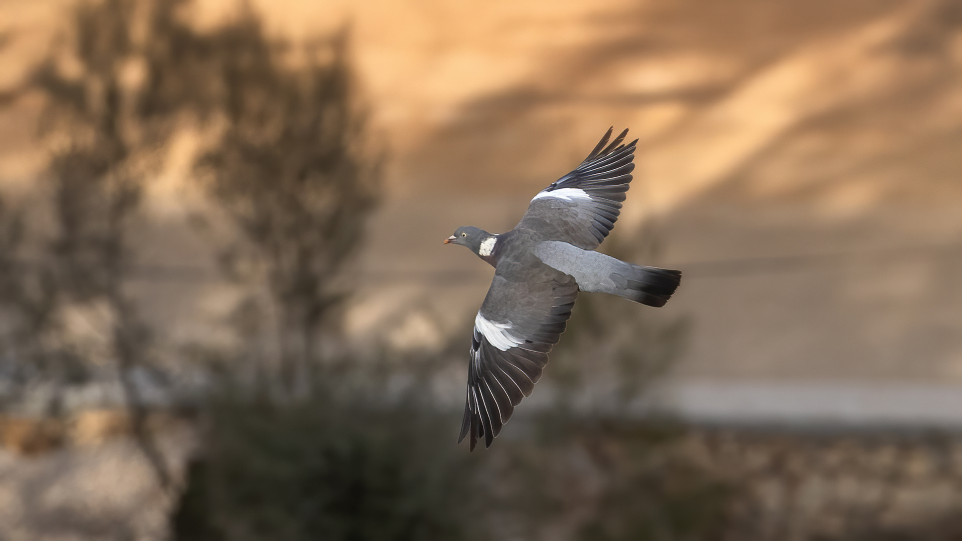 Common Wood-Pigeon
