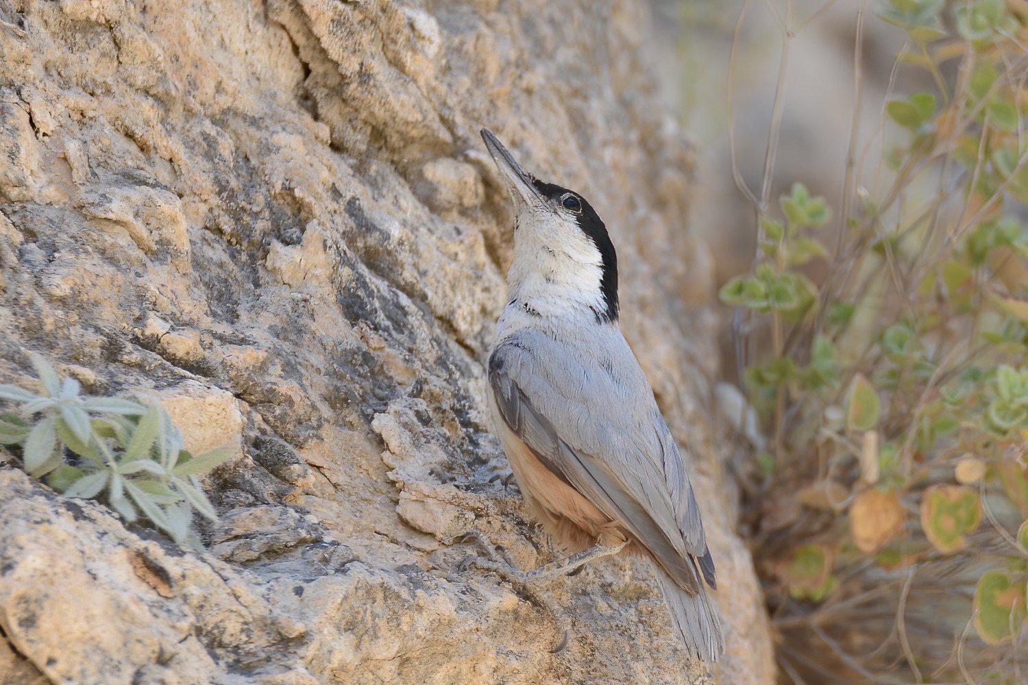 Eastern Rock Nuthatch