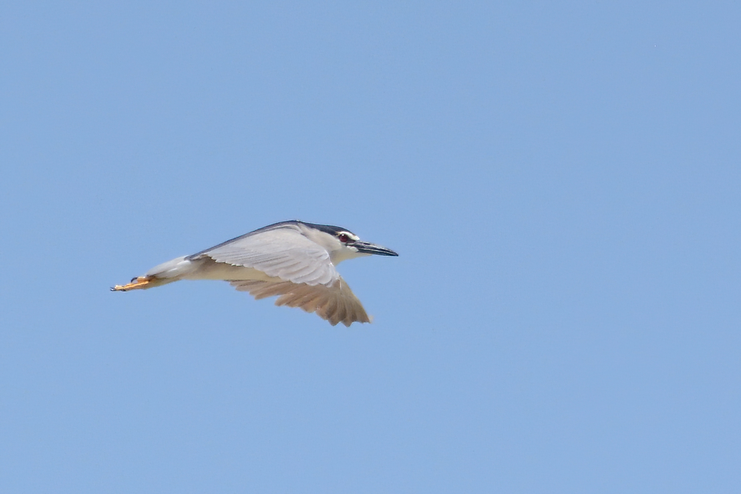Black-crowned Night-Heron — Ana fotoğraf