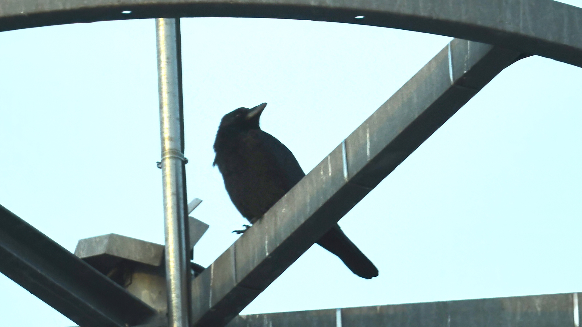 Carrion Crow