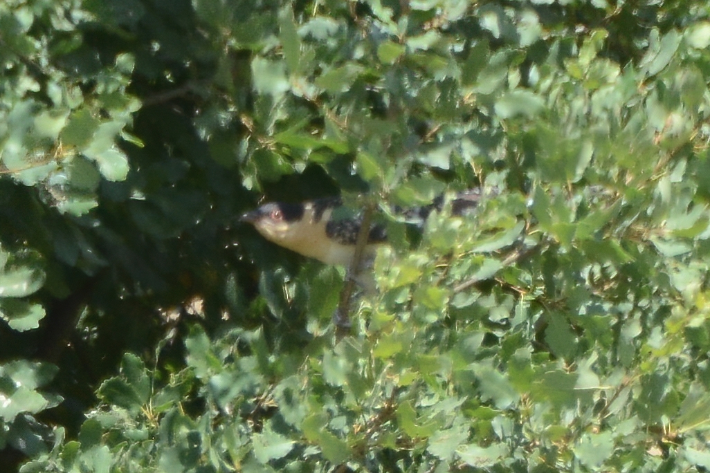 Great Spotted Cuckoo