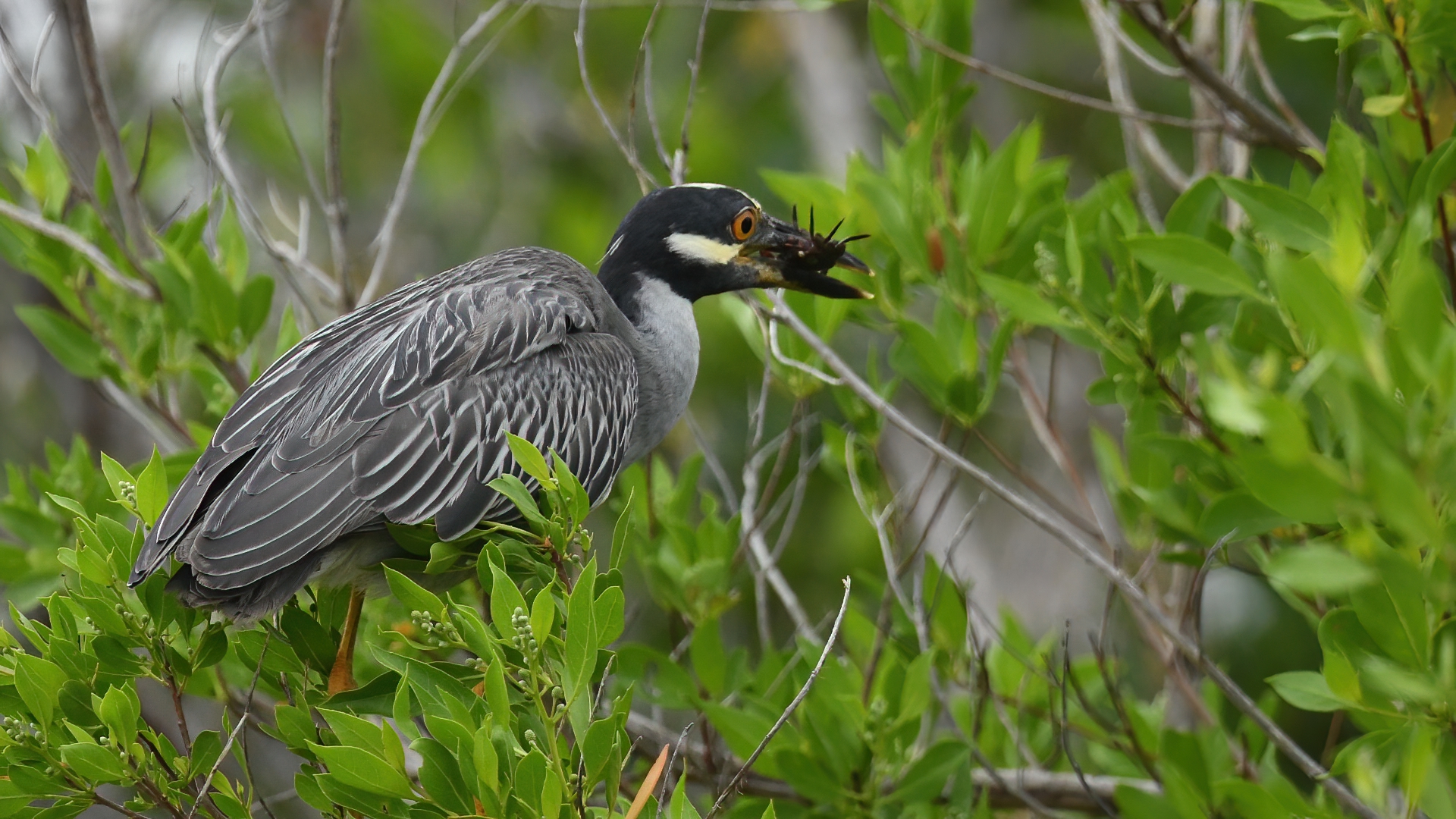 Yellow-crowned Night-Heron