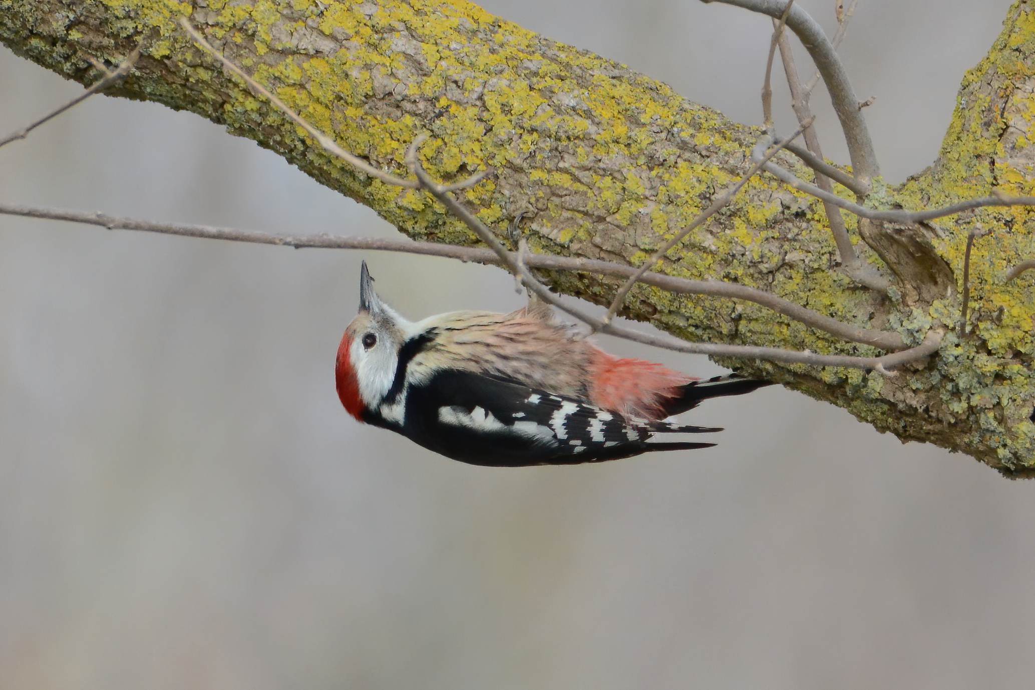 Middle Spotted Woodpecker