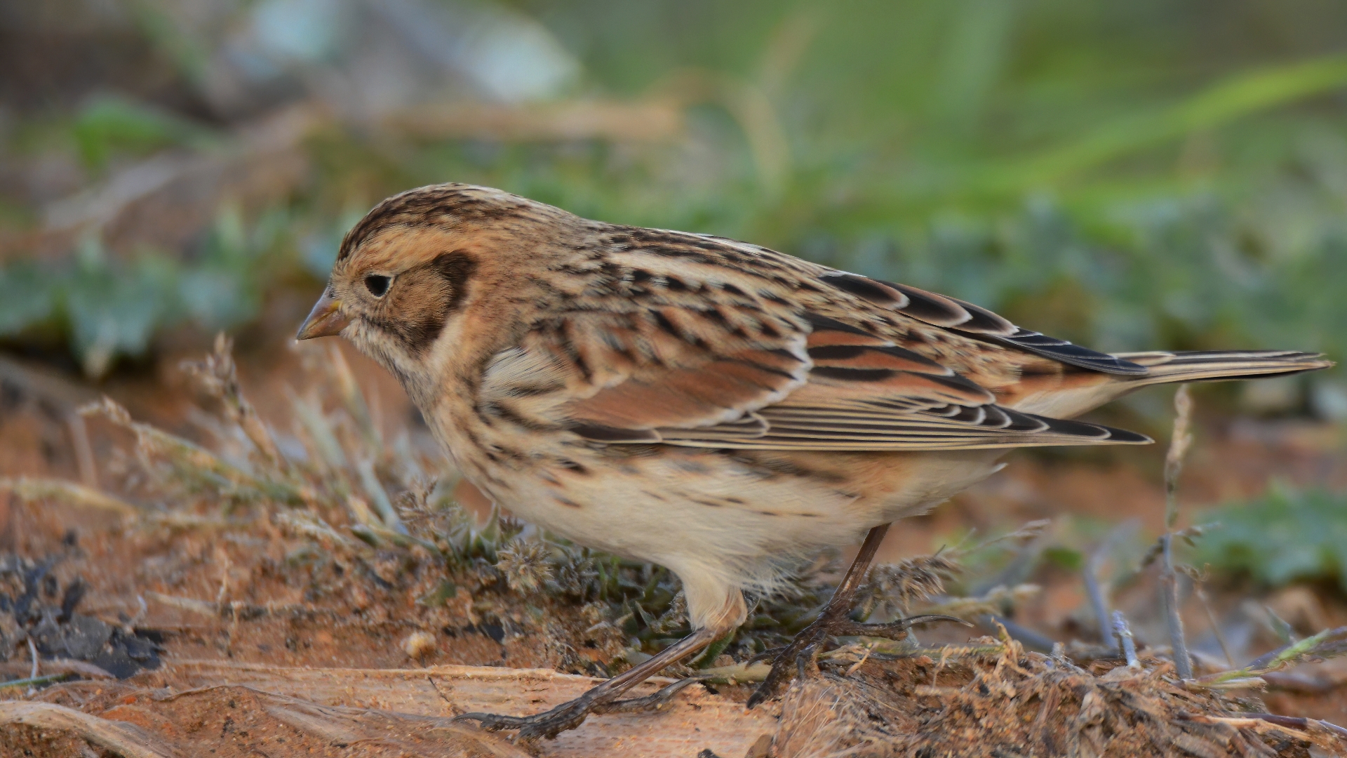 Lapland Longspur