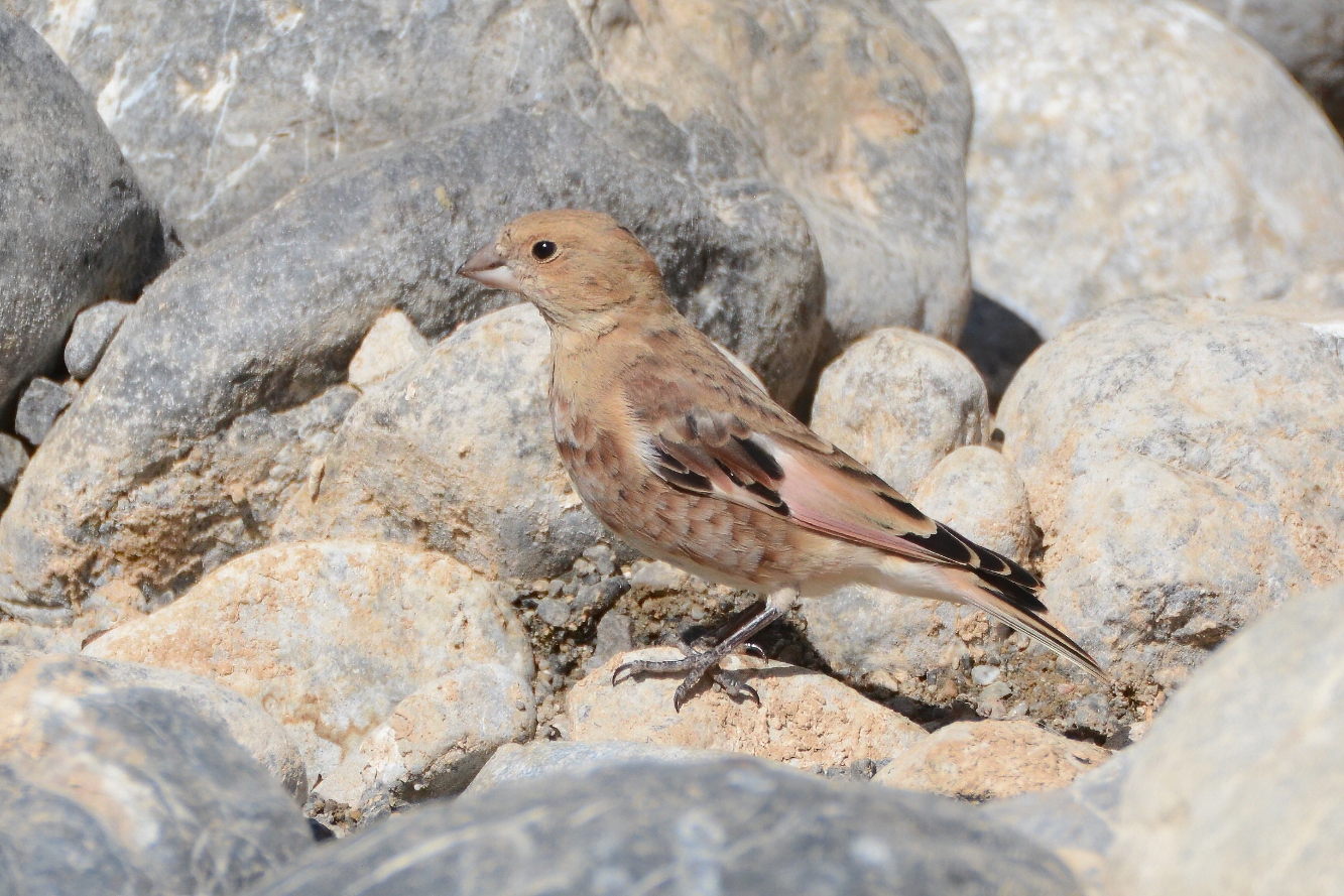 Crimson-winged Finch