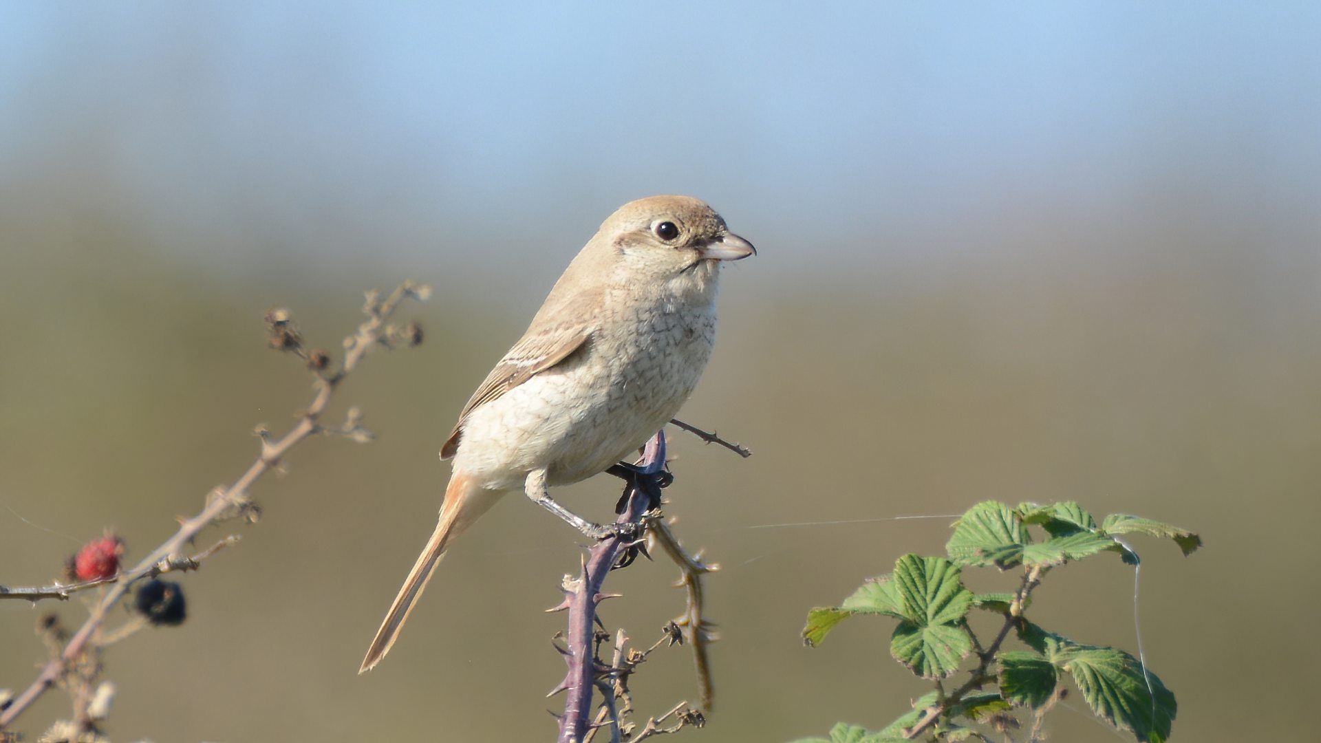 Isabelline Shrike — Ana fotoğraf