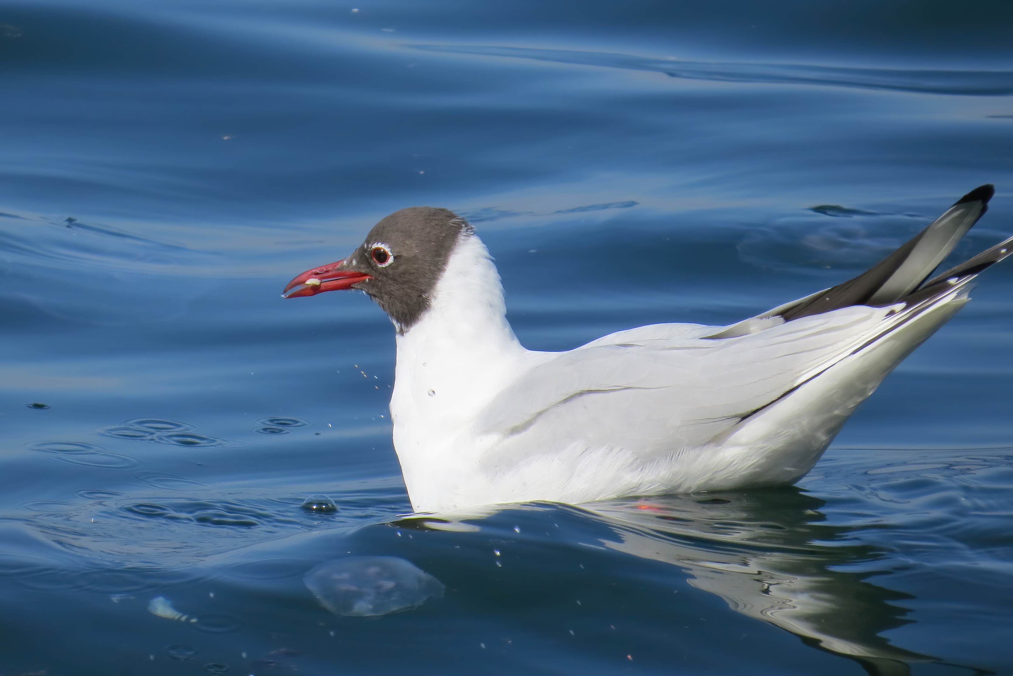 Black-headed Gull