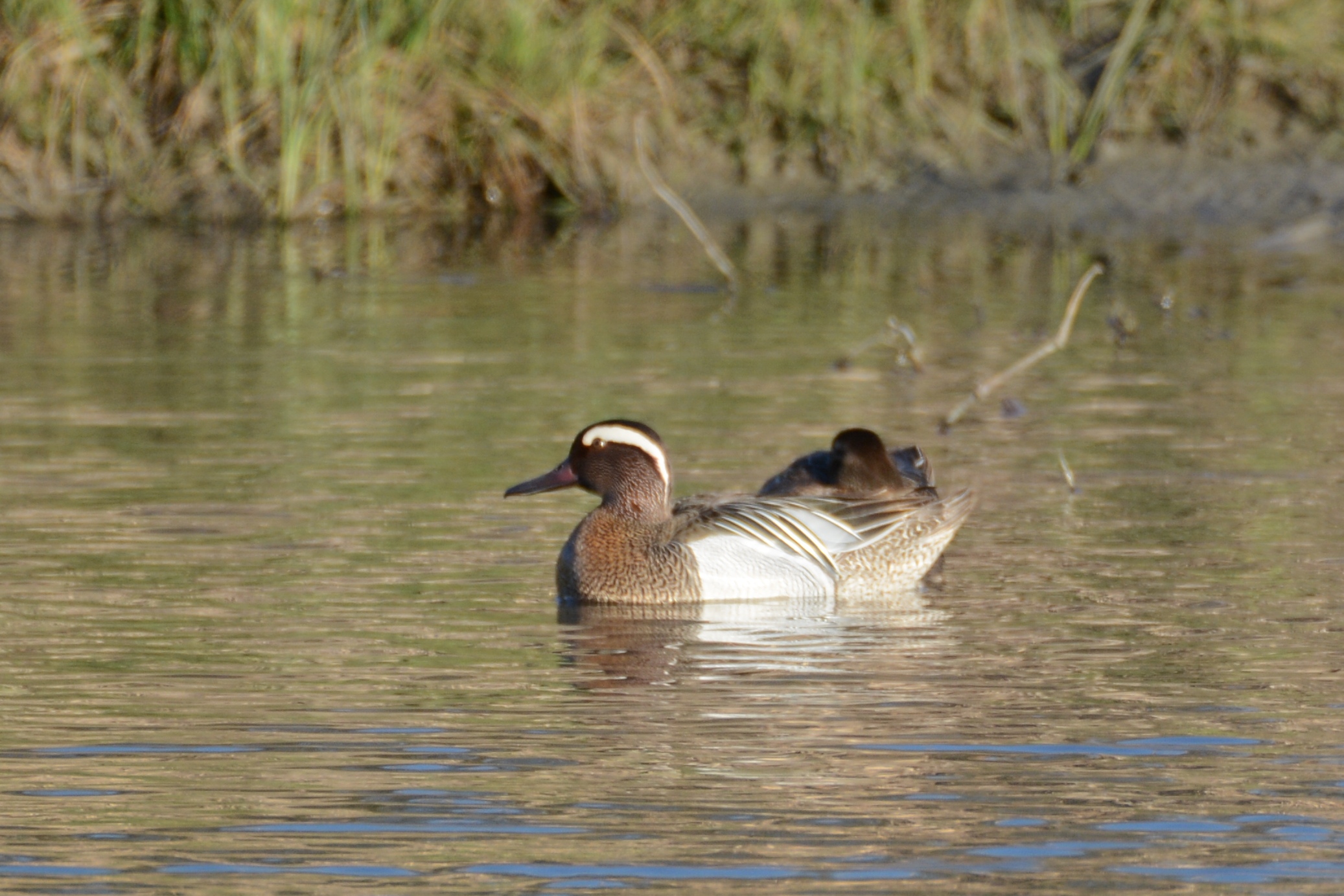 Garganey