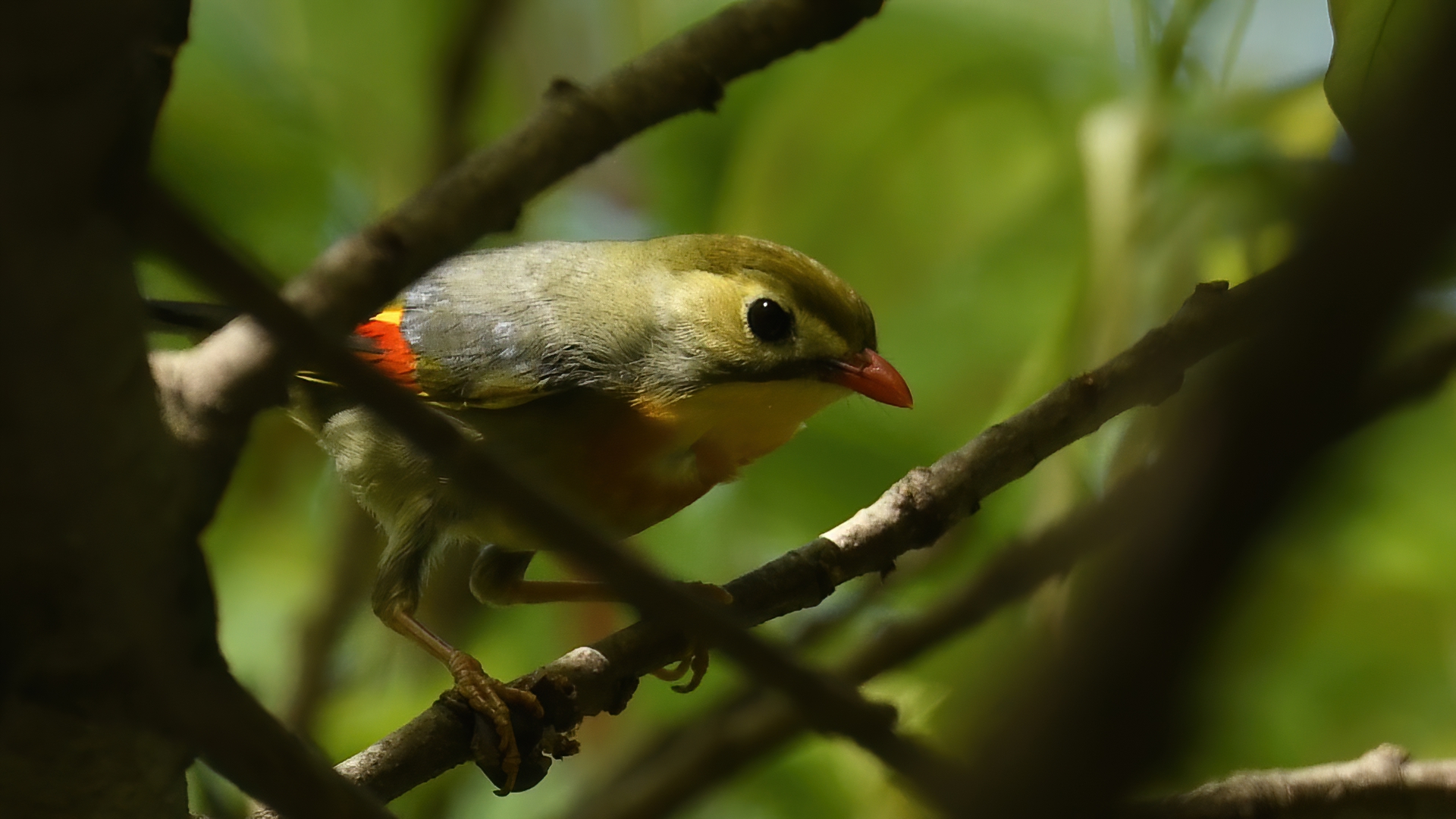 Red-billed Leiothrix