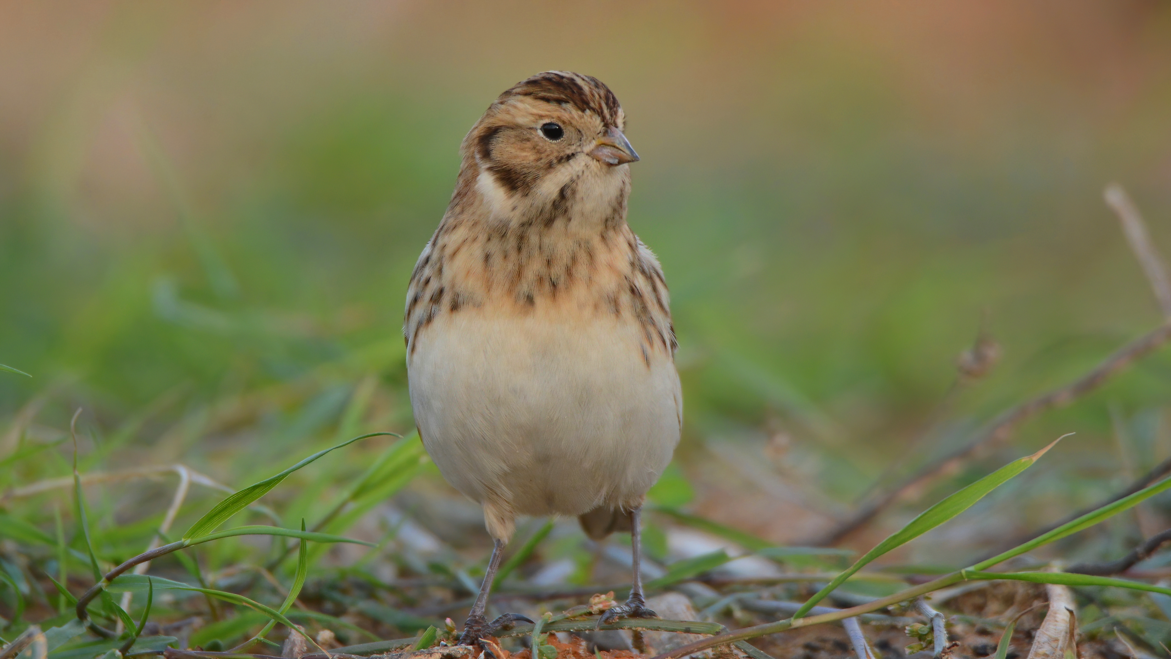 Lapland Longspur
