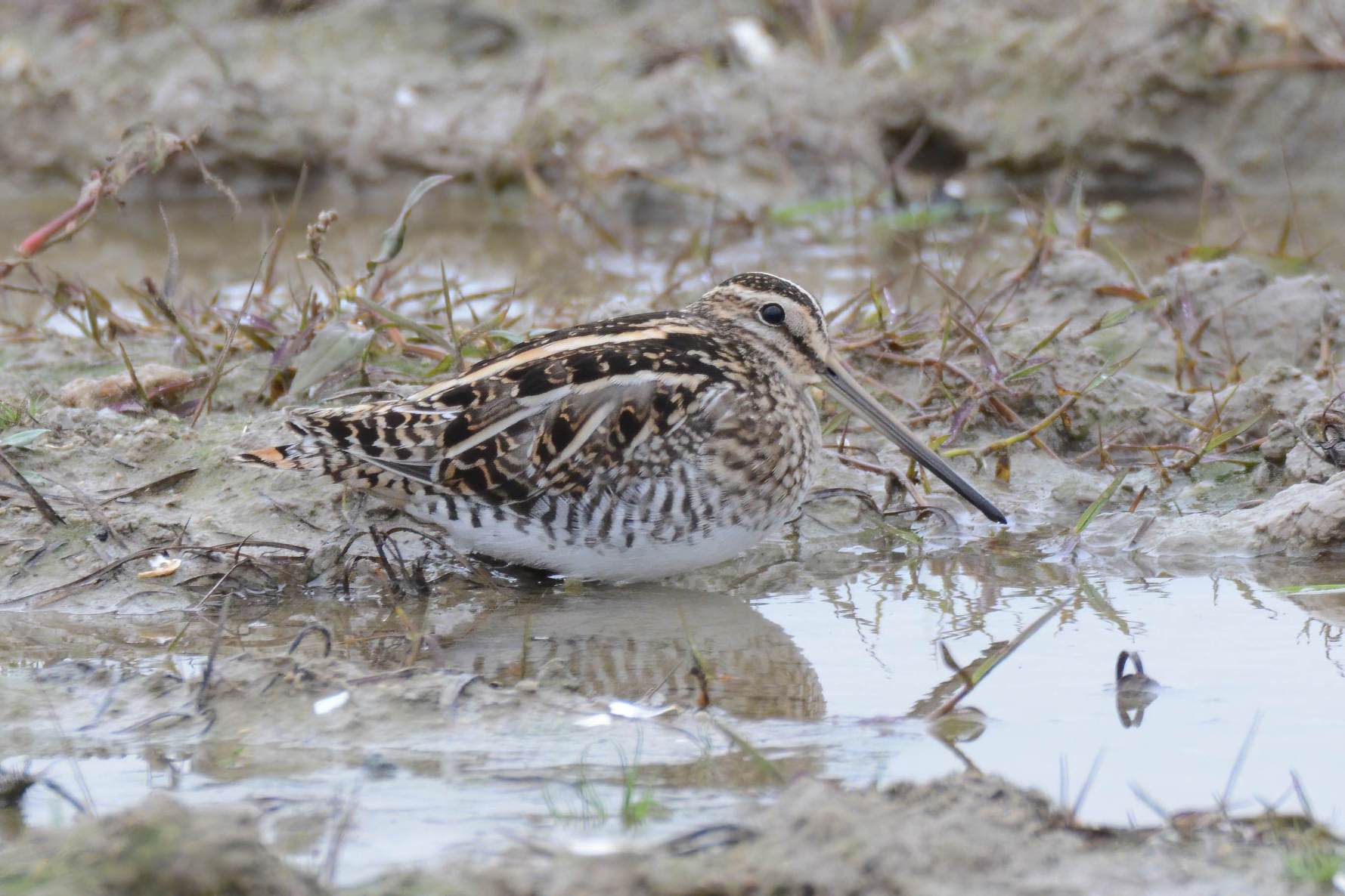 Common Snipe