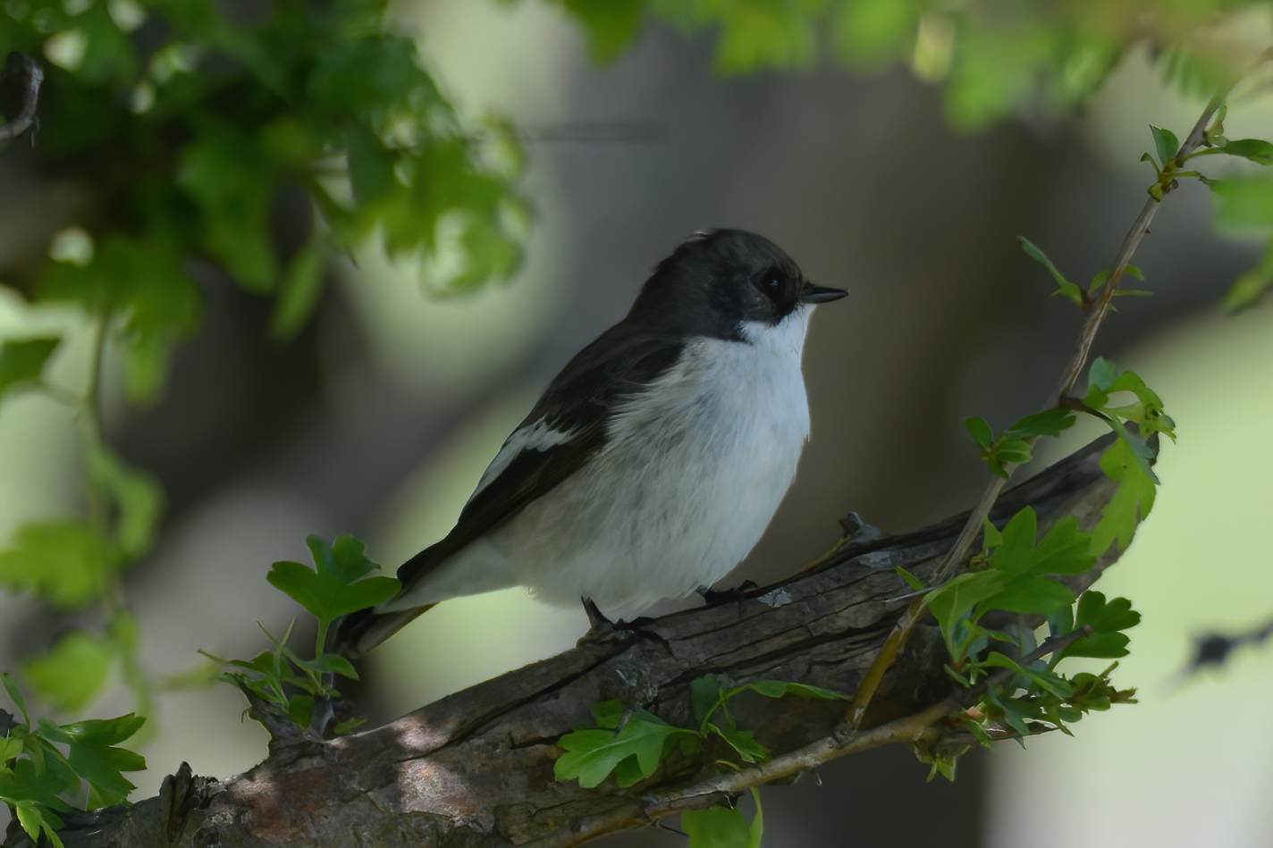 European Pied Flycatcher