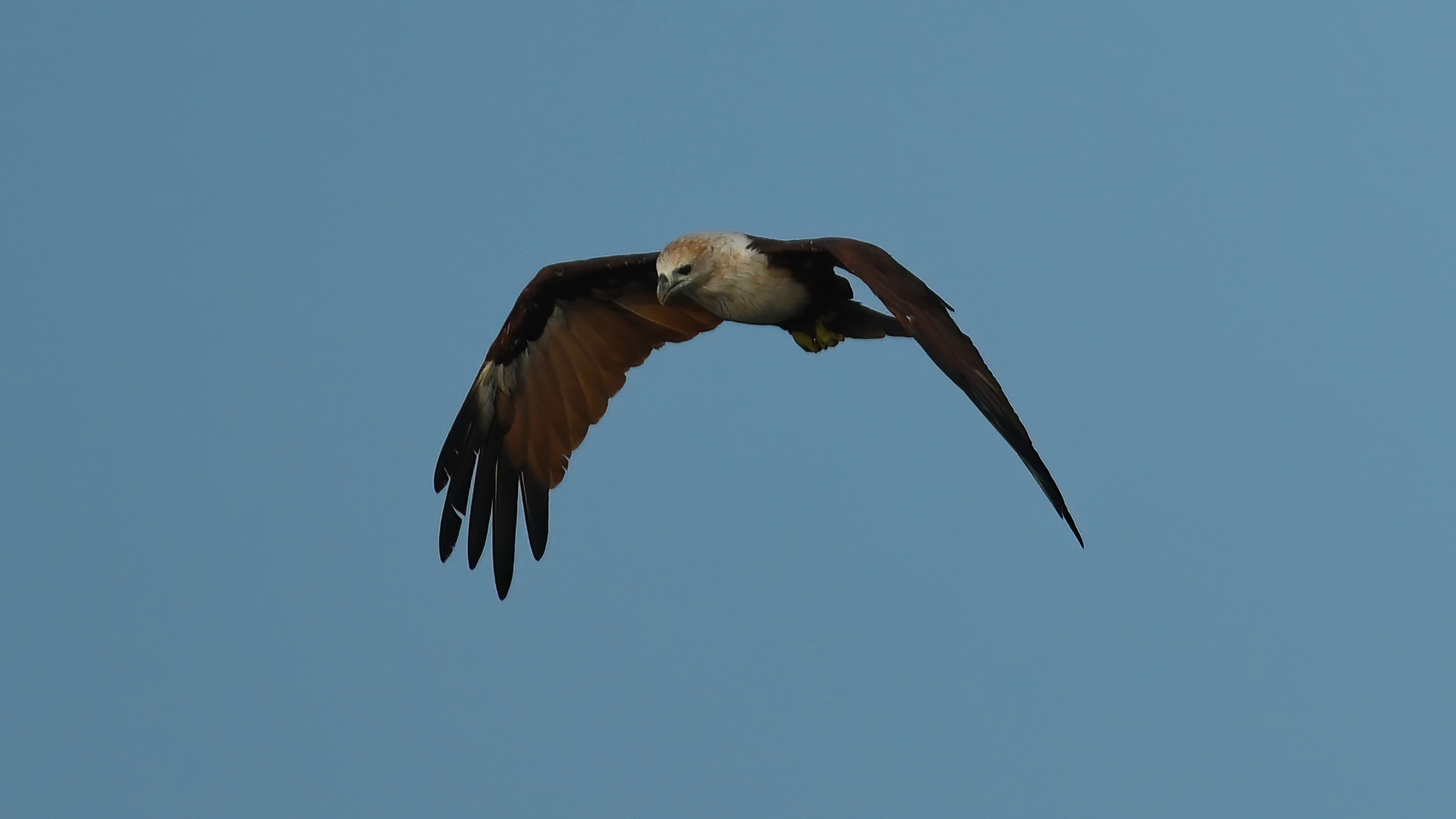 Brahminy Kite - Haliastur indus - Brahman Çaylağı