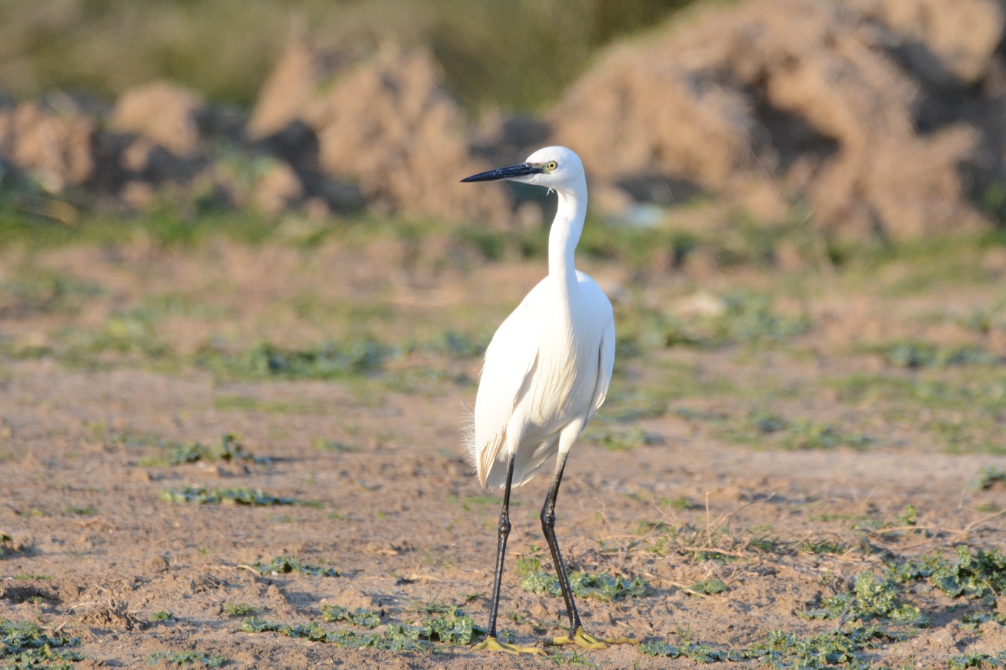 Little Egret