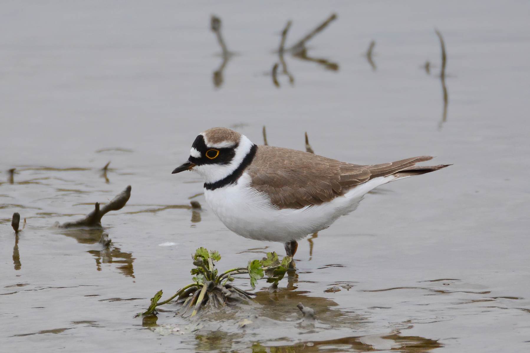 Little Ringed Plover